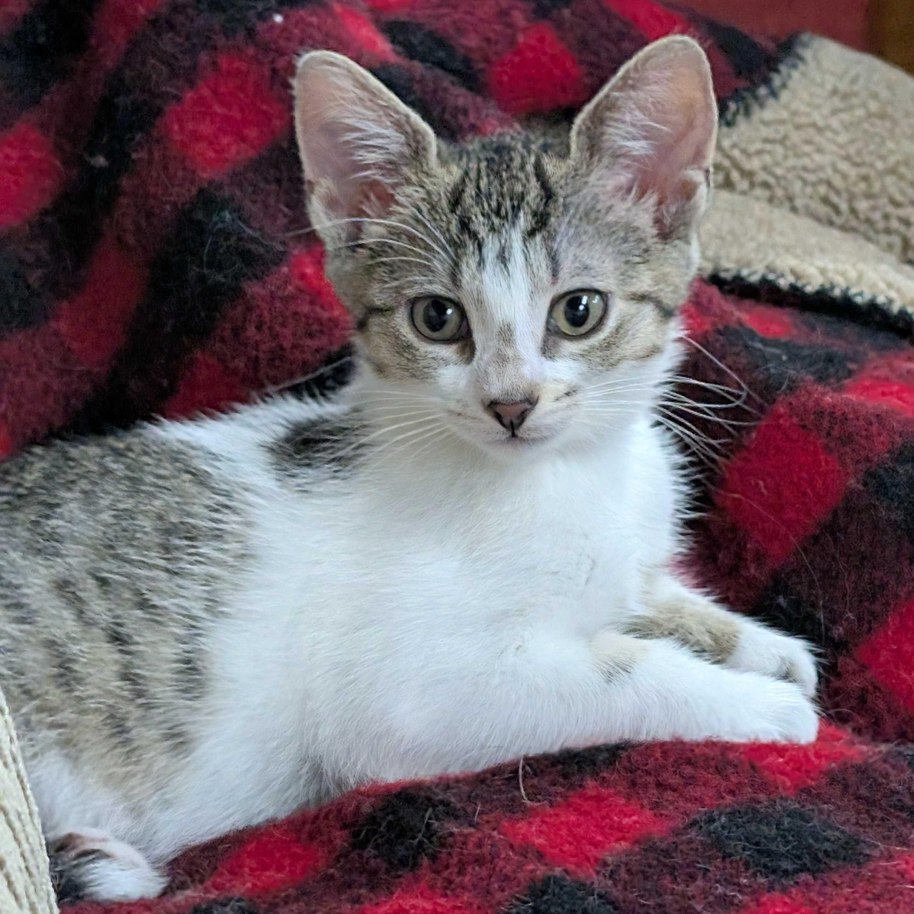 Veruca, Adoptable, Kitten Female Tabby & Domestic Short Hair.