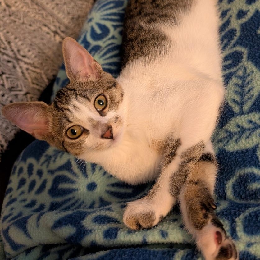 Veruca, Adoptable, Kitten Female Tabby & Domestic Short Hair.