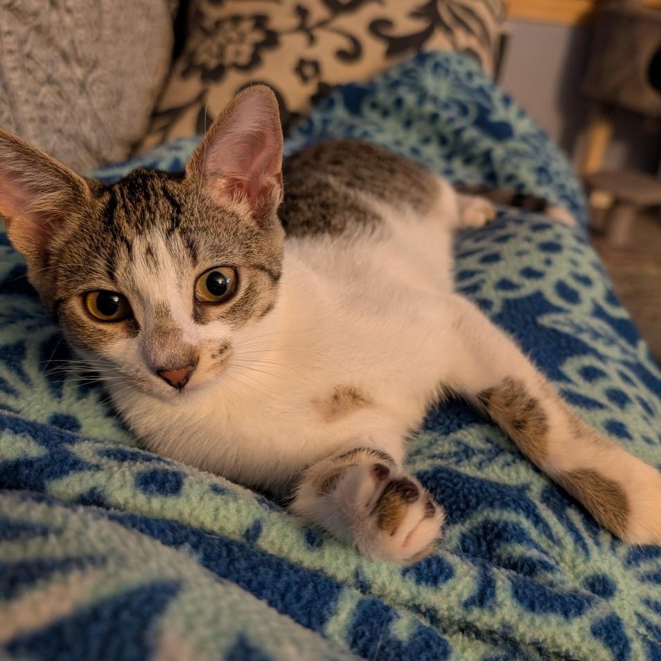 Enlarge Veruca, a Adoptable mixed breed in East Amherst, NY image 2/6
