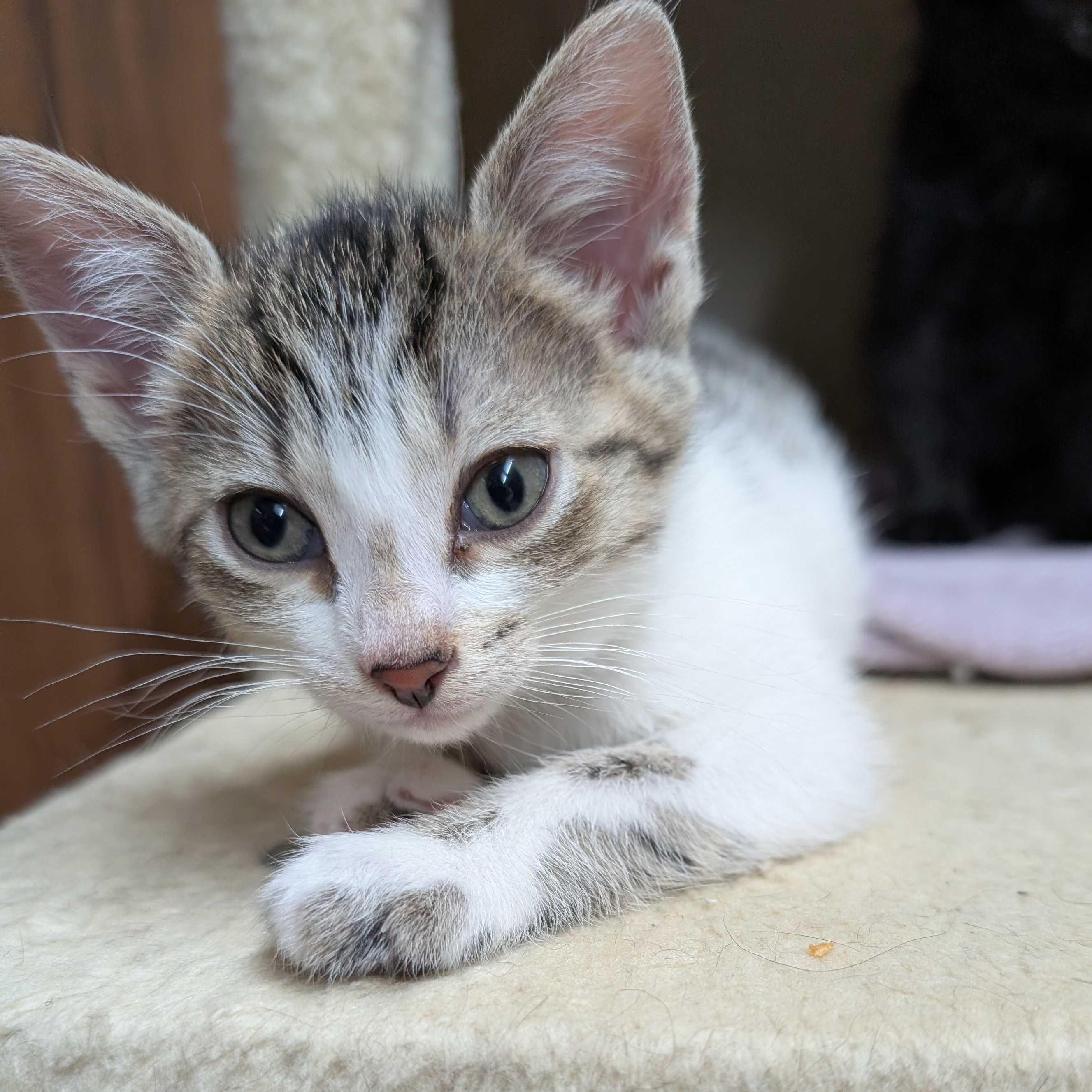 Veruca, a Adoptable mixed breed in East Amherst, NY image 4/6