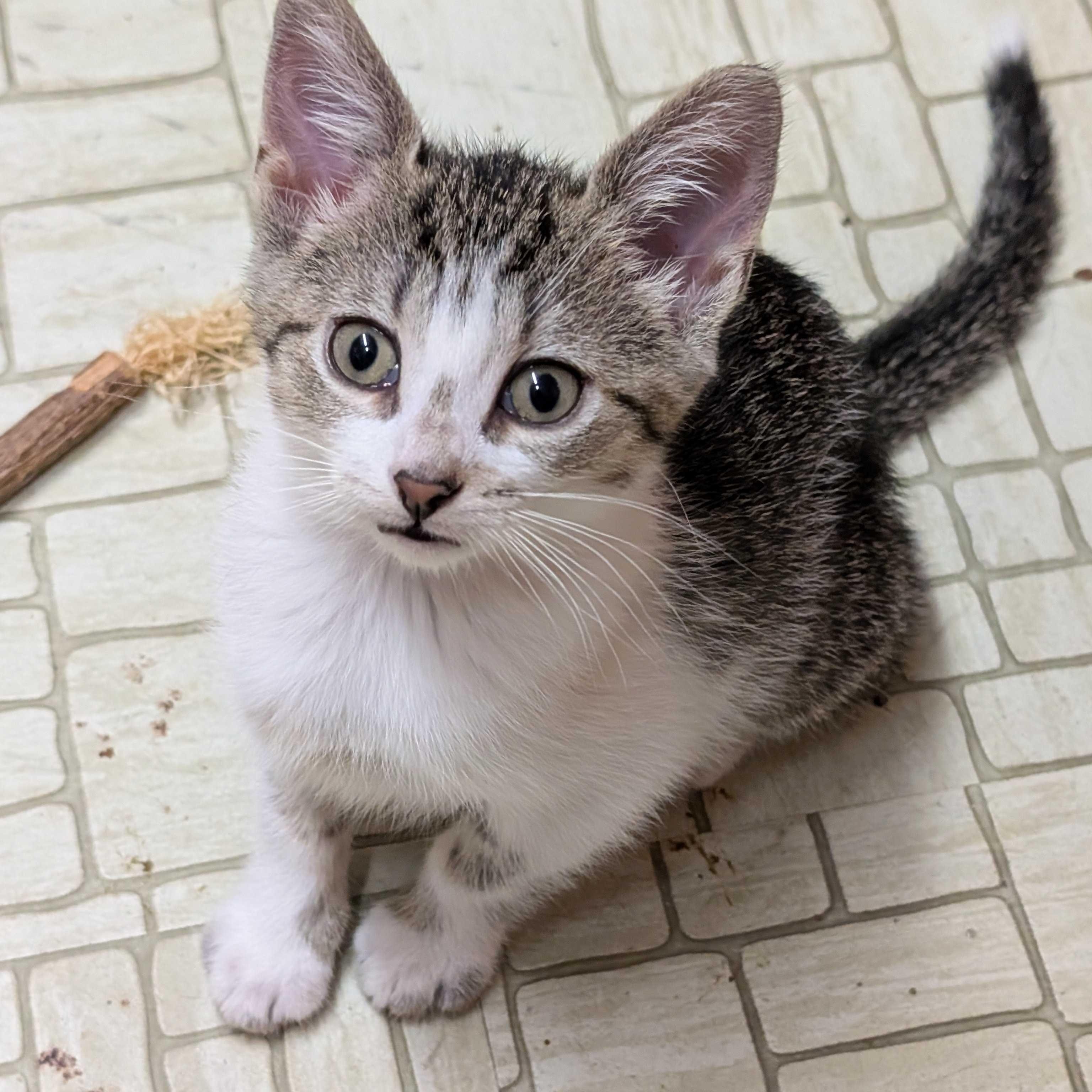 Veruca, a Adoptable mixed breed in East Amherst, NY image 2/6