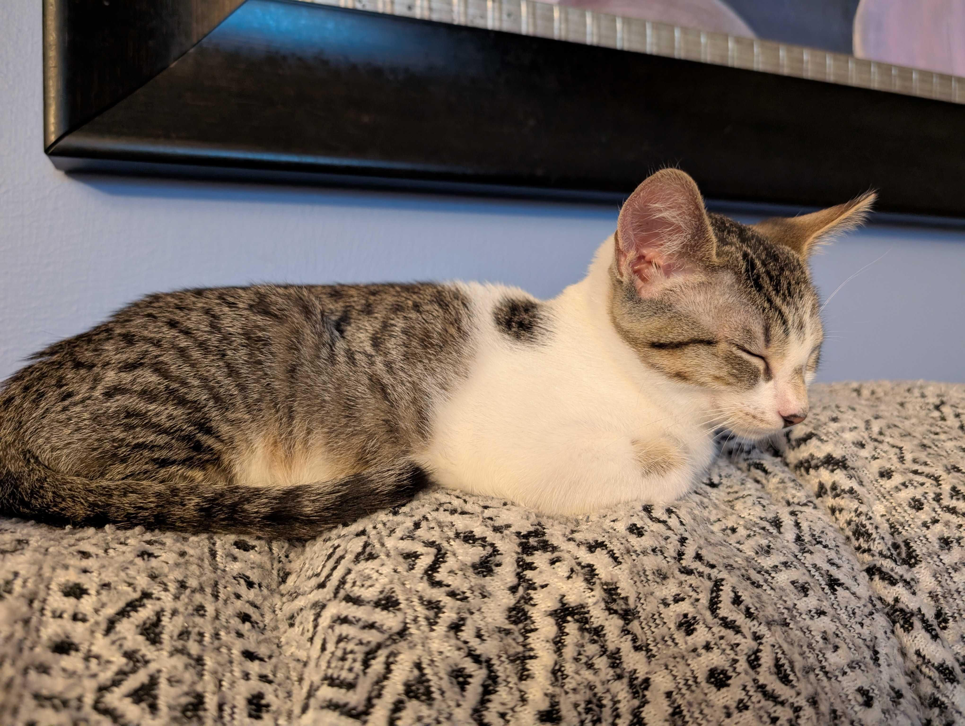 Enlarge Veruca, a Adoptable mixed breed in East Amherst, NY image 2/6