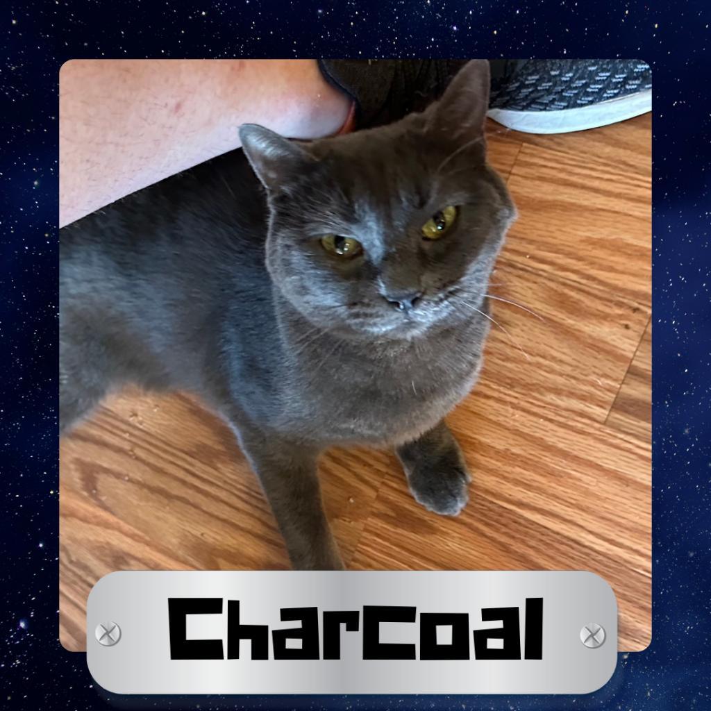 Charcoal, a Adoptable Domestic Short Hair in Suisun City, CA image 1/3