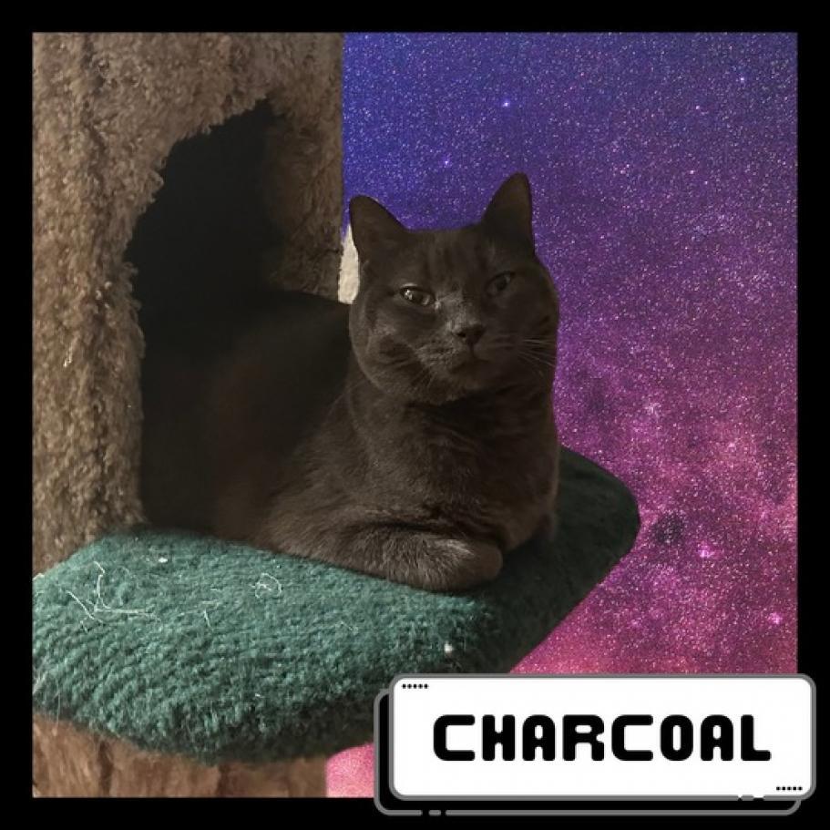 Charcoal, a Adoptable Domestic Short Hair in Suisun City, CA image 3/3