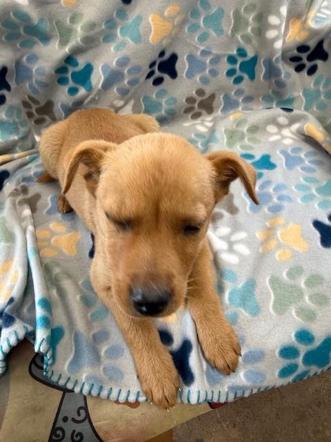 Enlarge Ryder, a Adoptable mixed breed in Crescent City, FL image 1/6