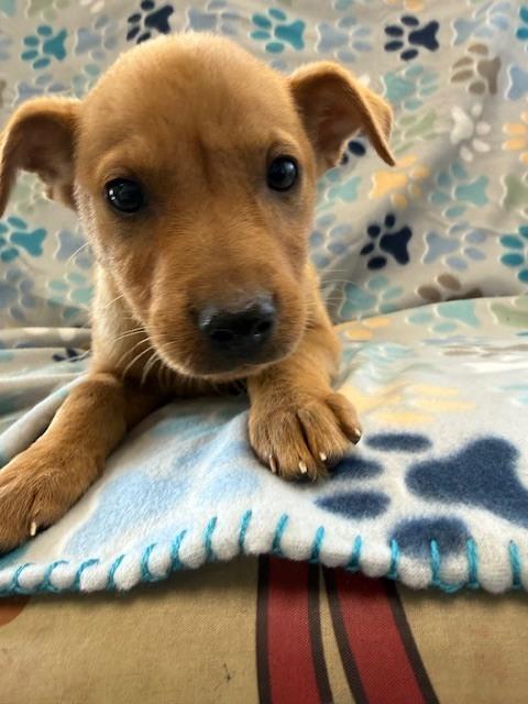 Enlarge Ryder, a Adoptable mixed breed in Crescent City, FL image 2/6