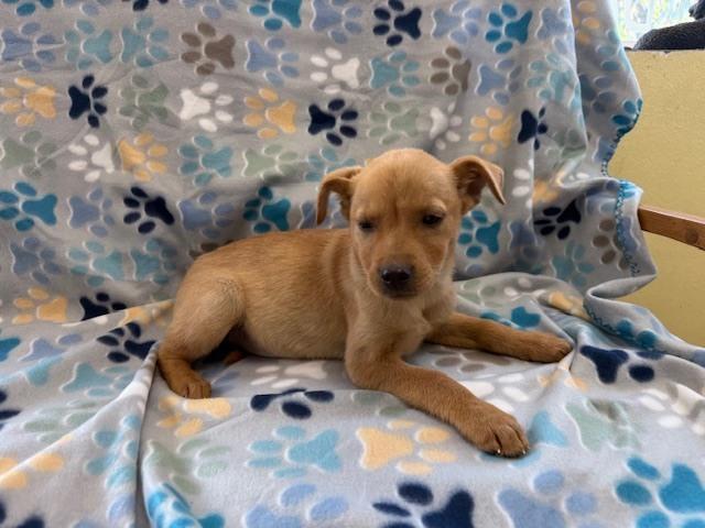 Enlarge Ryder, a Adoptable mixed breed in Crescent City, FL image 3/6