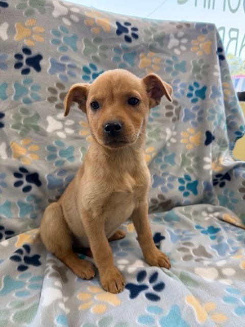 Enlarge Ryder, a Adoptable mixed breed in Crescent City, FL image 4/6
