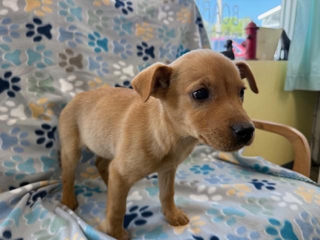 Enlarge Ryder, a Adoptable mixed breed in Crescent City, FL image 5/6