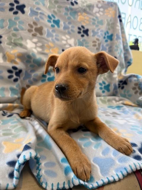 Enlarge Ryder, a Adoptable mixed breed in Crescent City, FL image 6/6