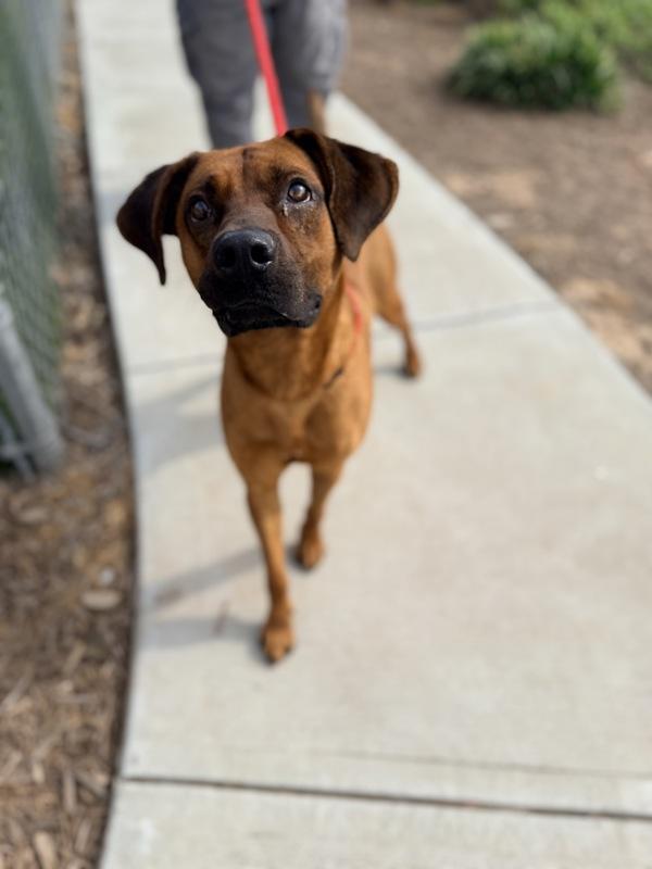 Jeff, Adoptable, Adult Male Hound.
