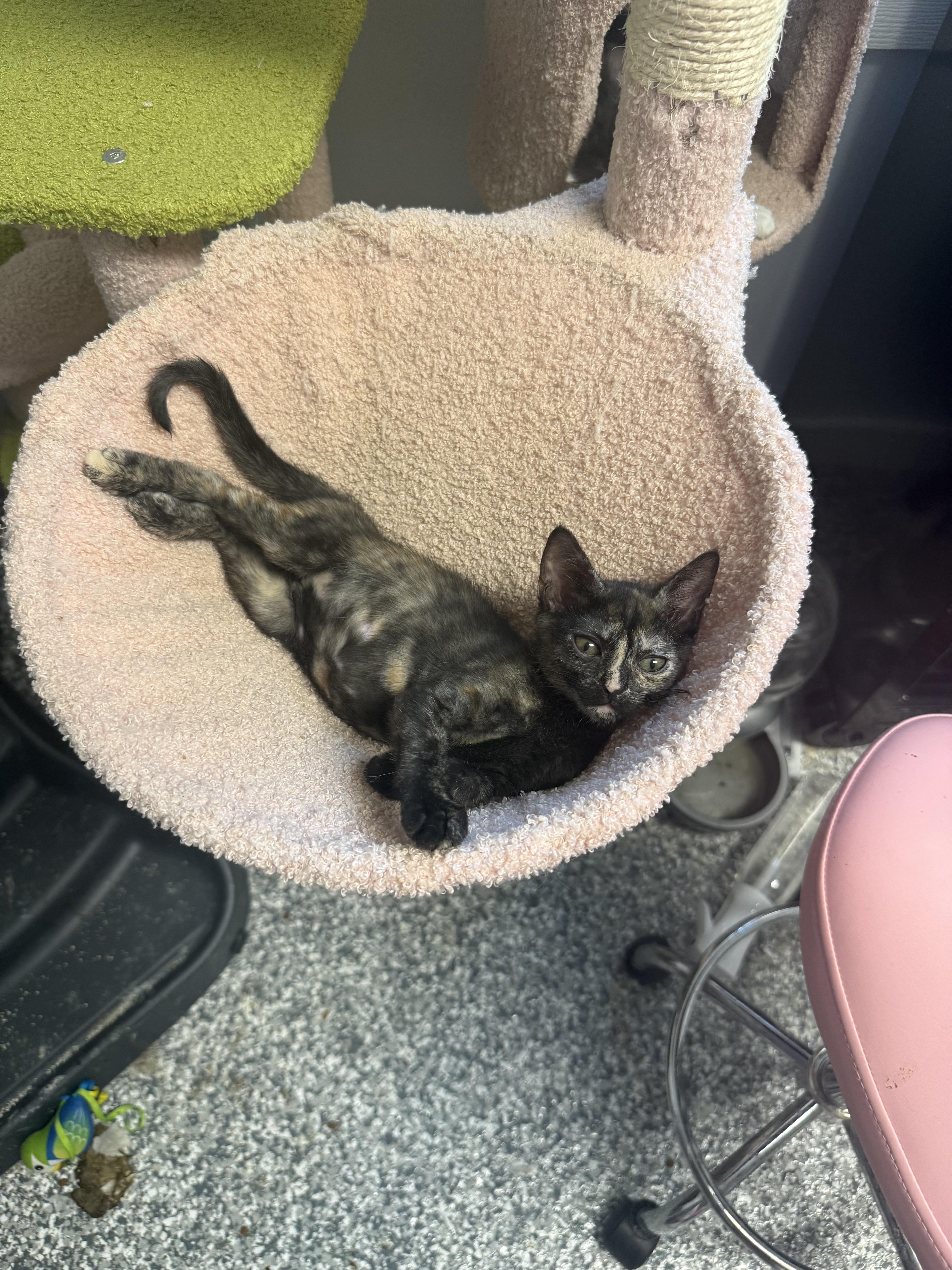 Lilac, ADOPTABLE, Kitten Female Calico.