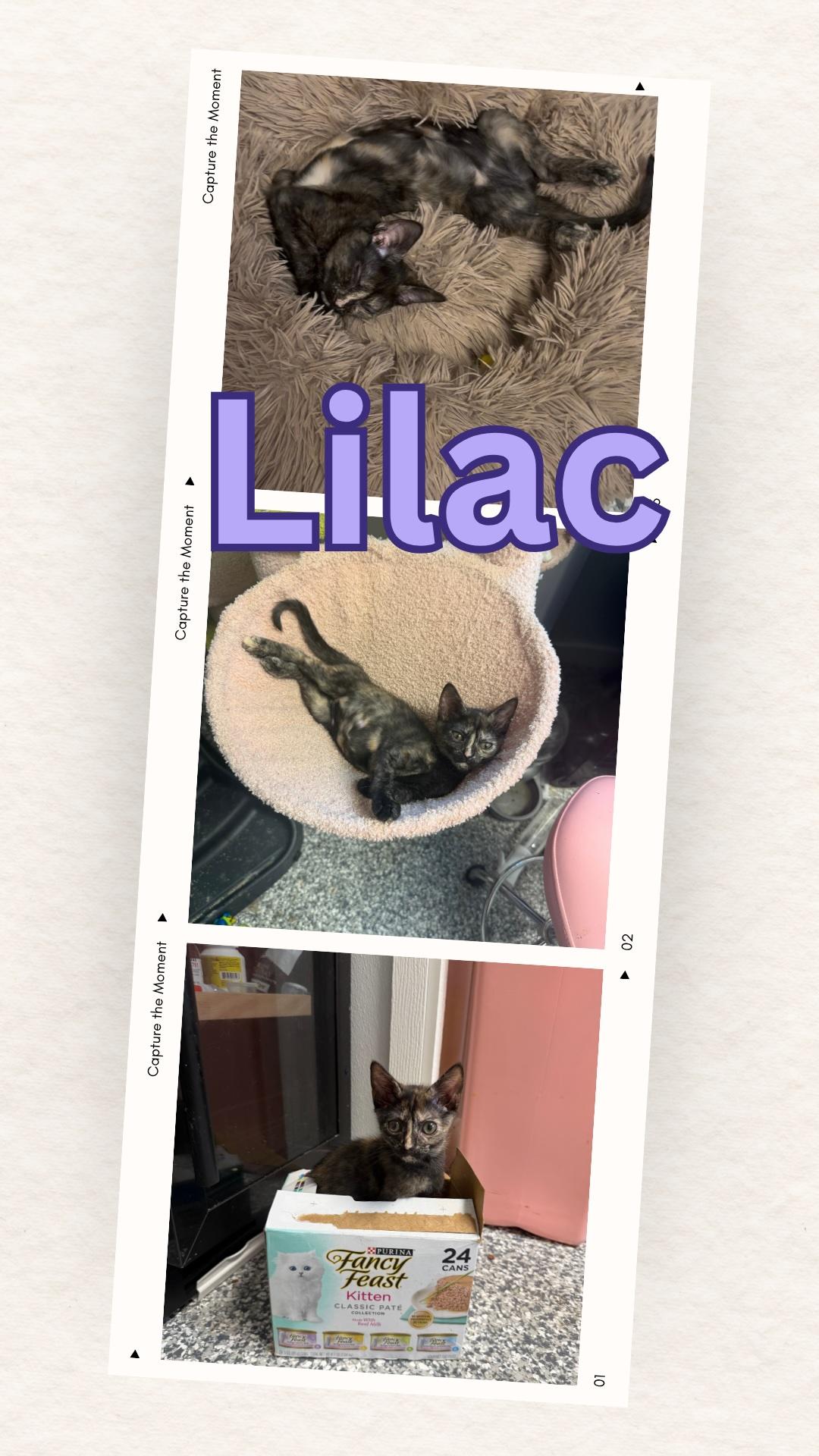 Enlarge Lilac, a ADOPTABLE Calico in Currie, NC image 2/5