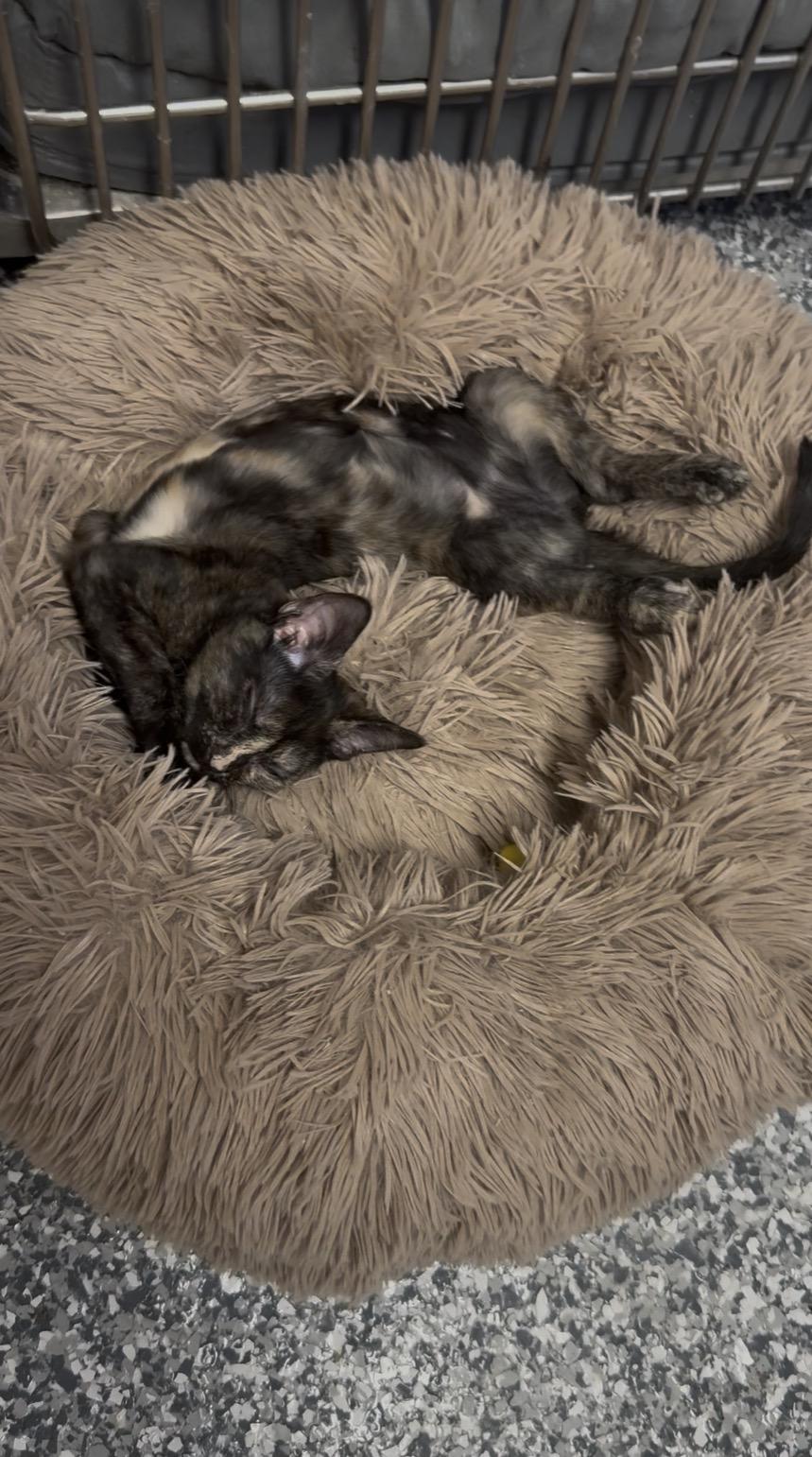 Enlarge Lilac, a ADOPTABLE Calico in Currie, NC image 3/5