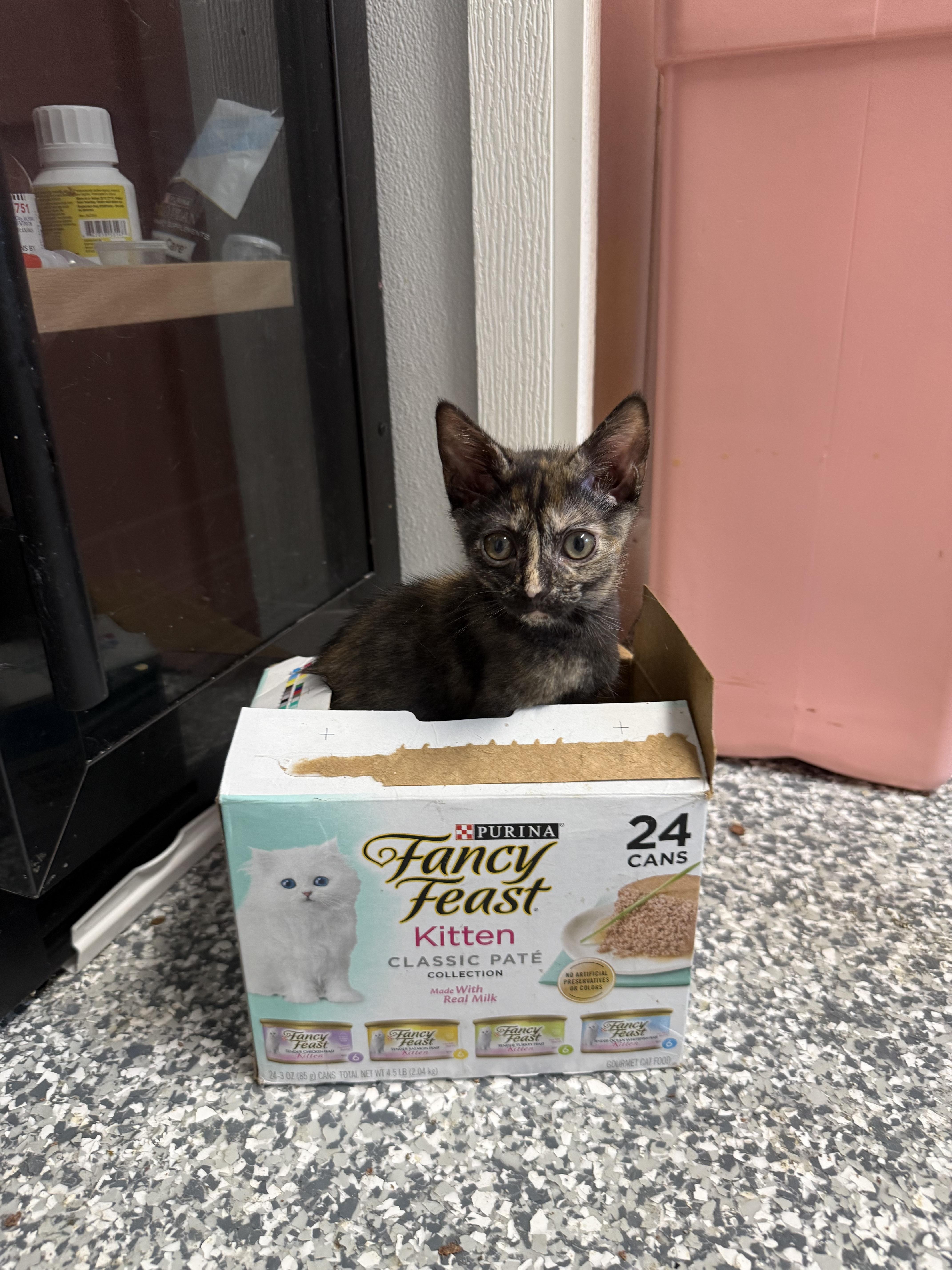 Enlarge Lilac, a ADOPTABLE Calico in Currie, NC image 4/5