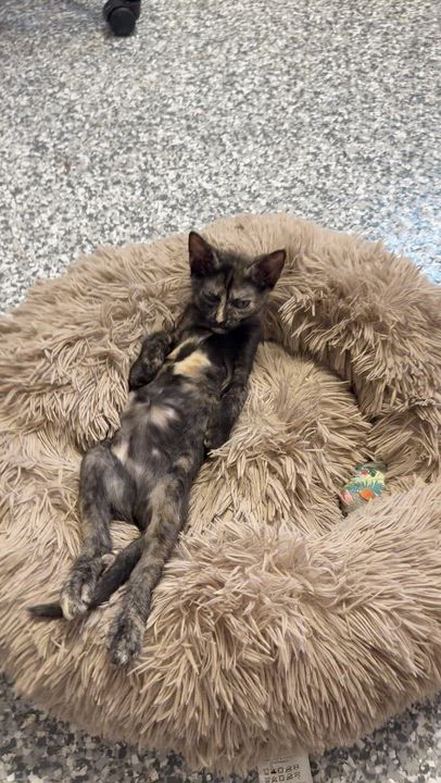 Enlarge Lilac, a ADOPTABLE Calico in Currie, NC video 5/5