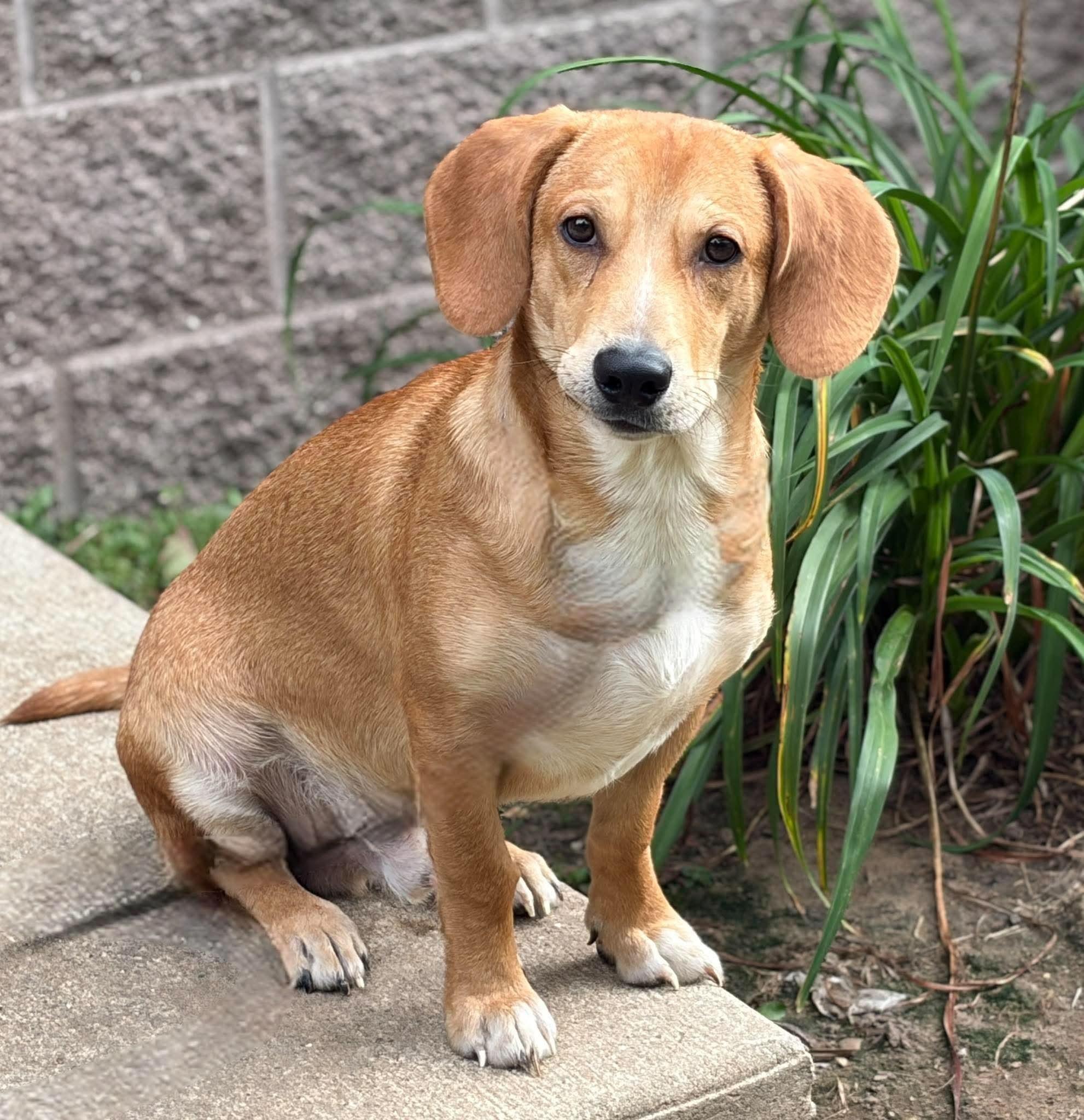 Curious George, Adoptable, Adult Male Beagle.