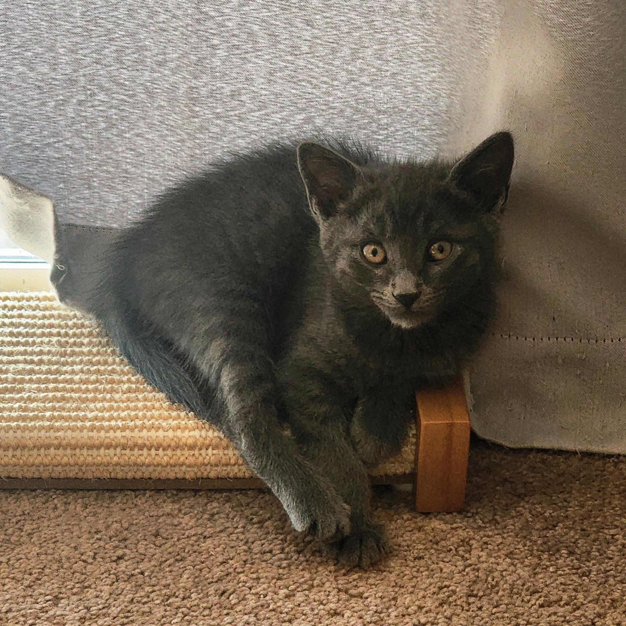 Manfred von Karma, a ADOPTABLE Tabby in Woodinville, WA image 5/5