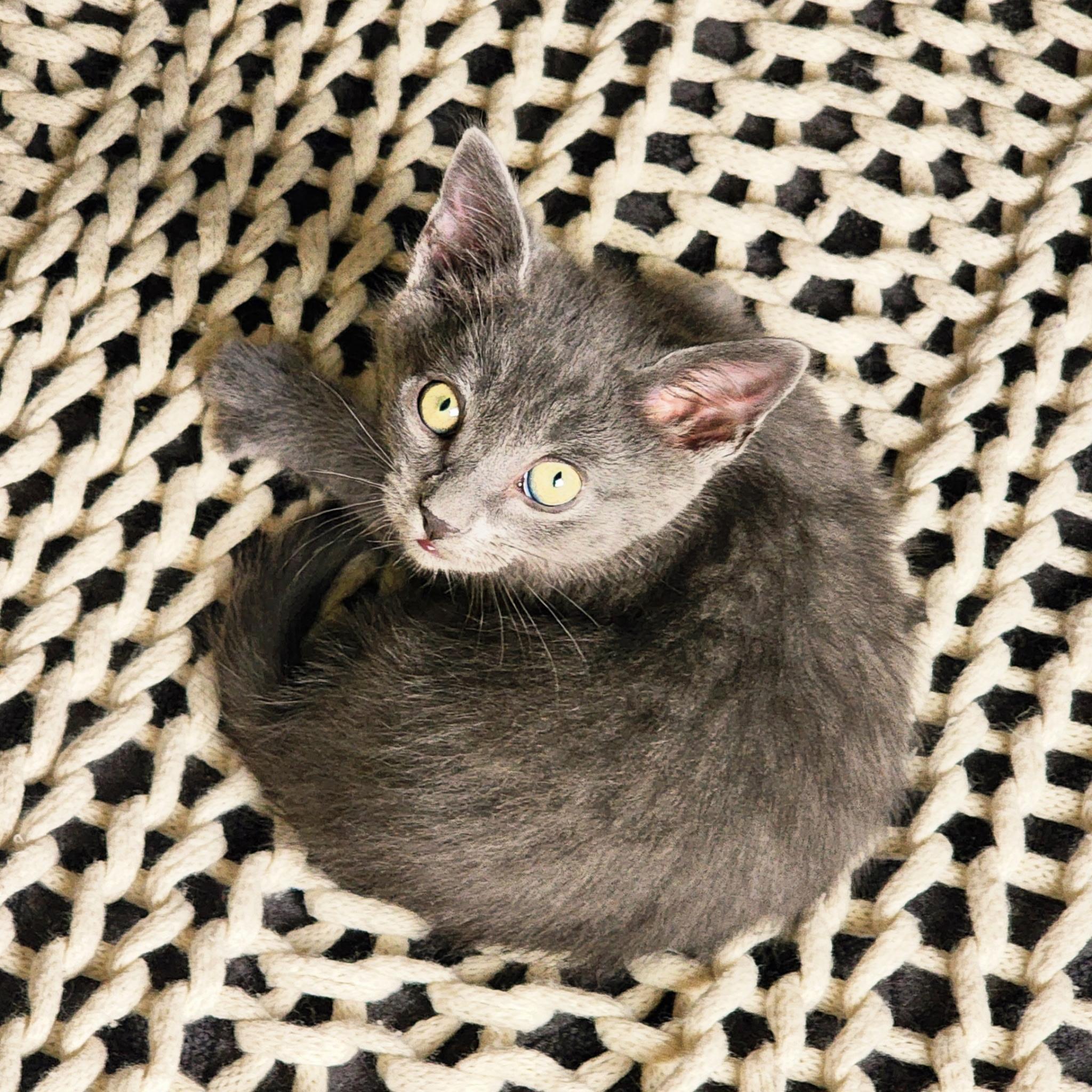 Manfred von Karma, a ADOPTABLE Tabby in Woodinville, WA image 3/5