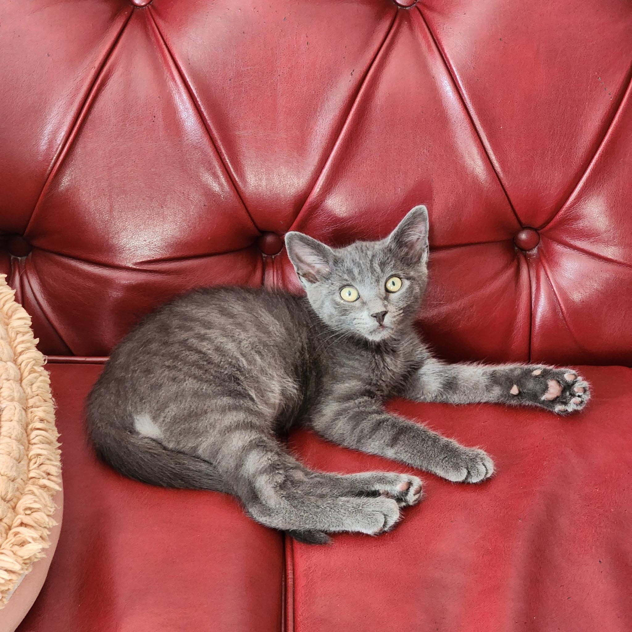 Manfred von Karma, ADOPTABLE, Kitten Male Tabby.