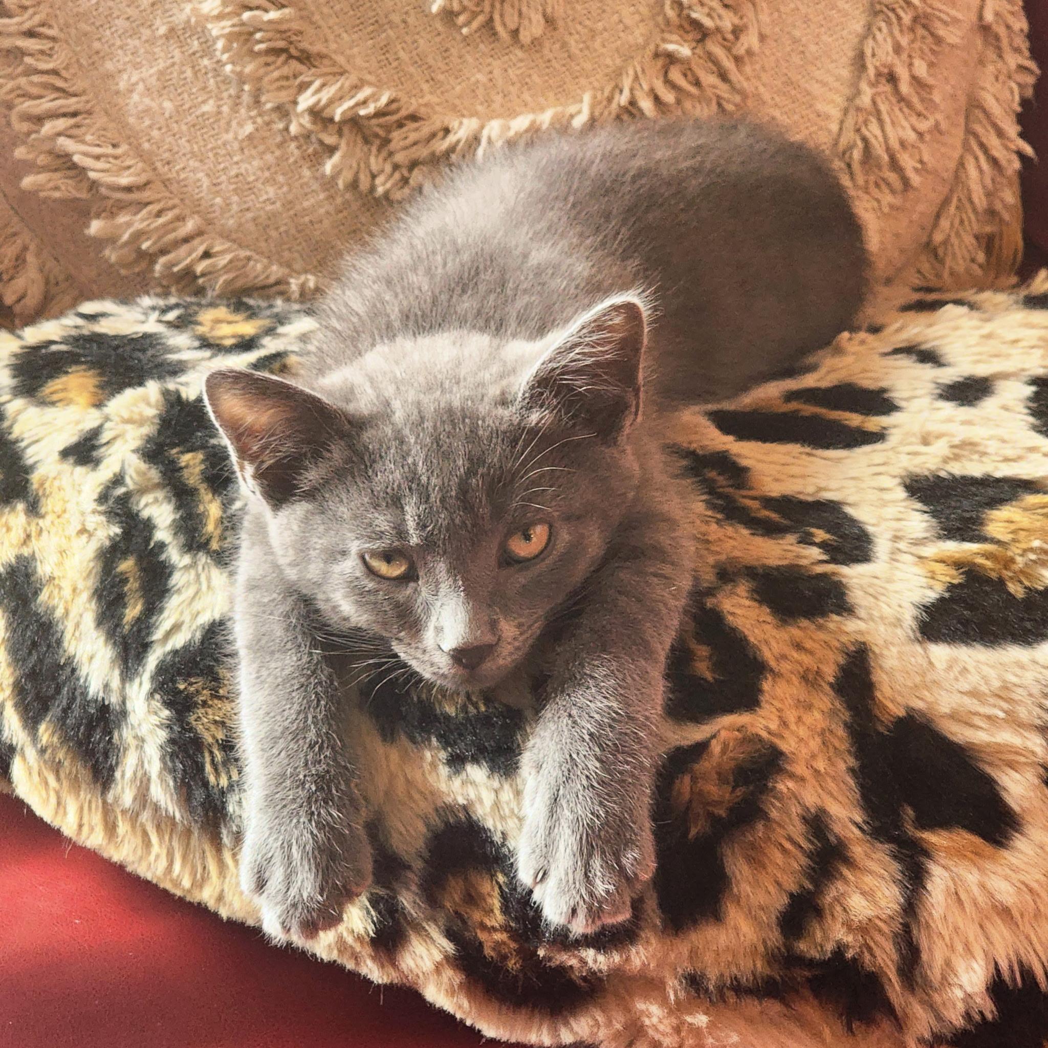 Manfred von Karma, a ADOPTABLE Tabby in Woodinville, WA image 2/5