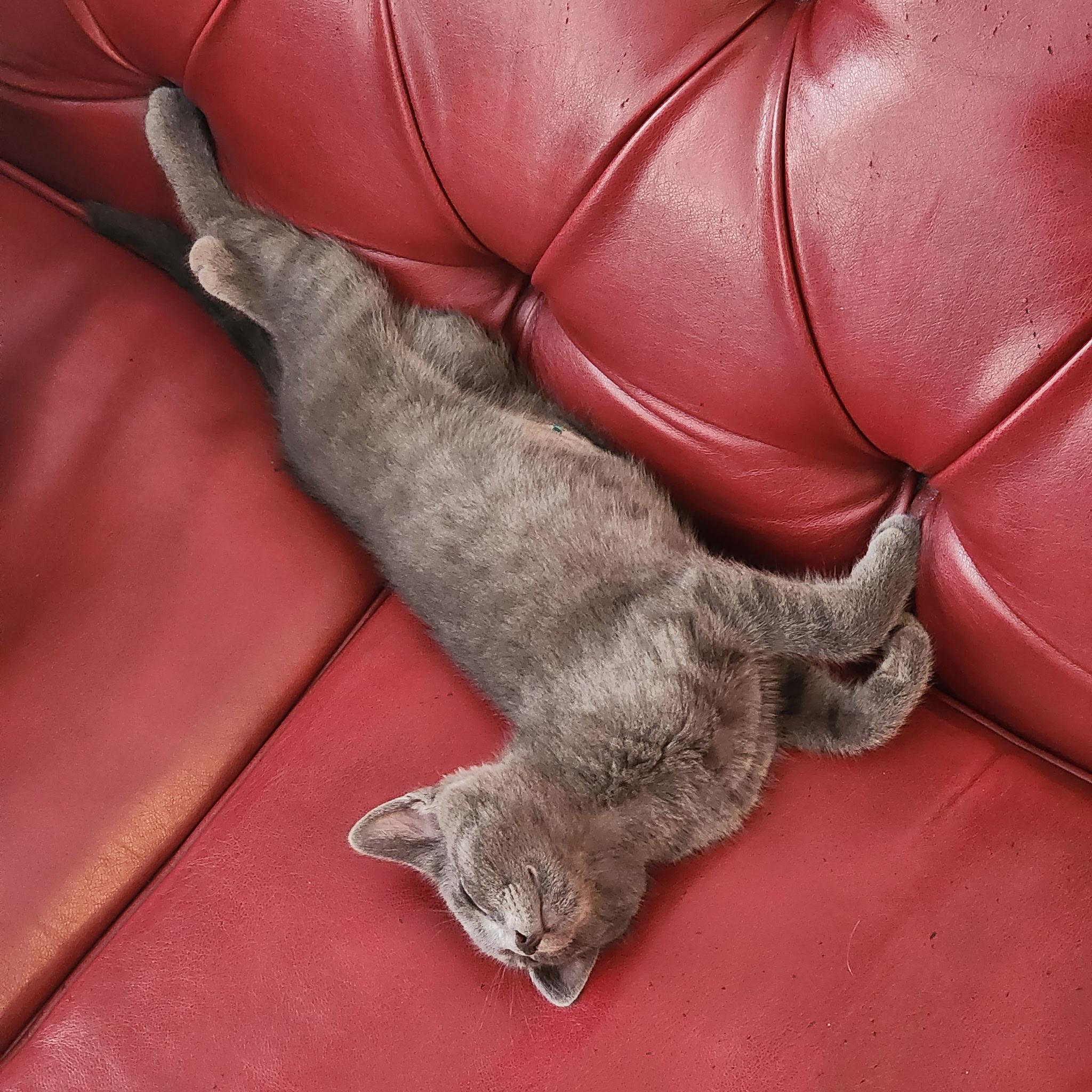 Manfred von Karma, a ADOPTABLE Tabby in Woodinville, WA image 4/5