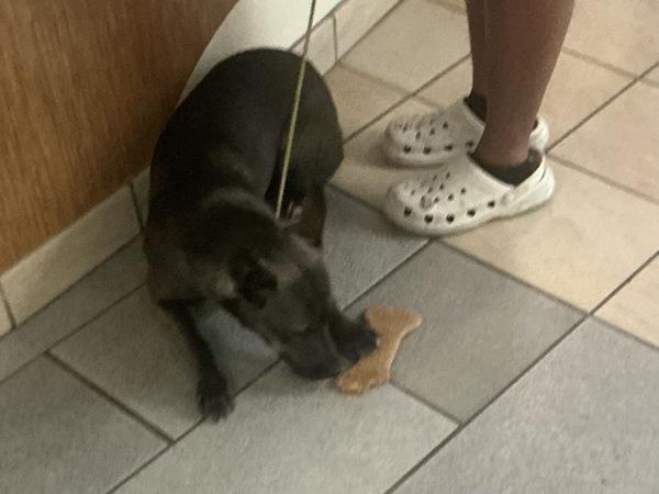 Enlarge Baby Girl, a Adoptable mixed breed in Virginia Beach, VA image 2/2