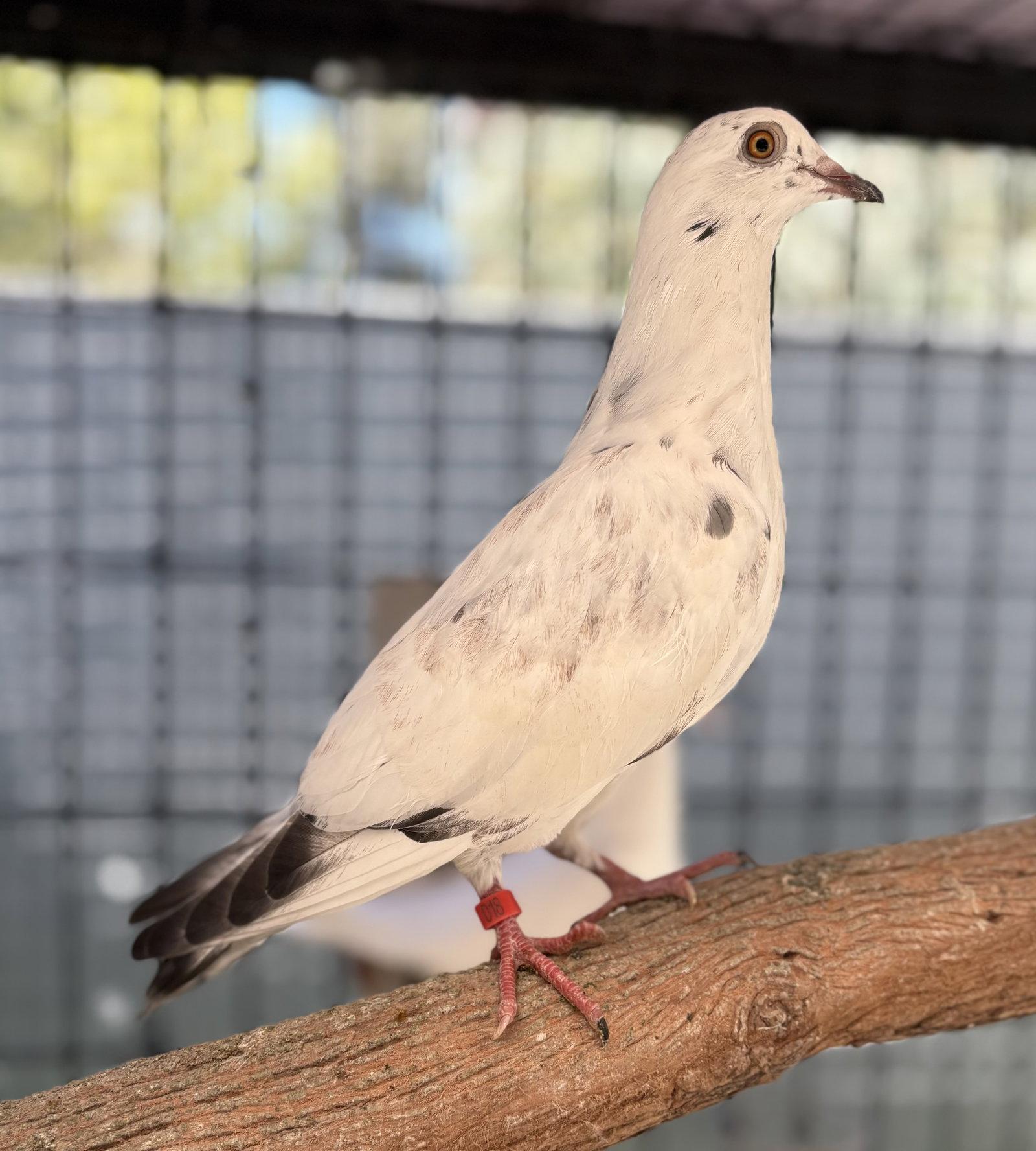 Magpie, Adoptable, Young Female Pigeon.