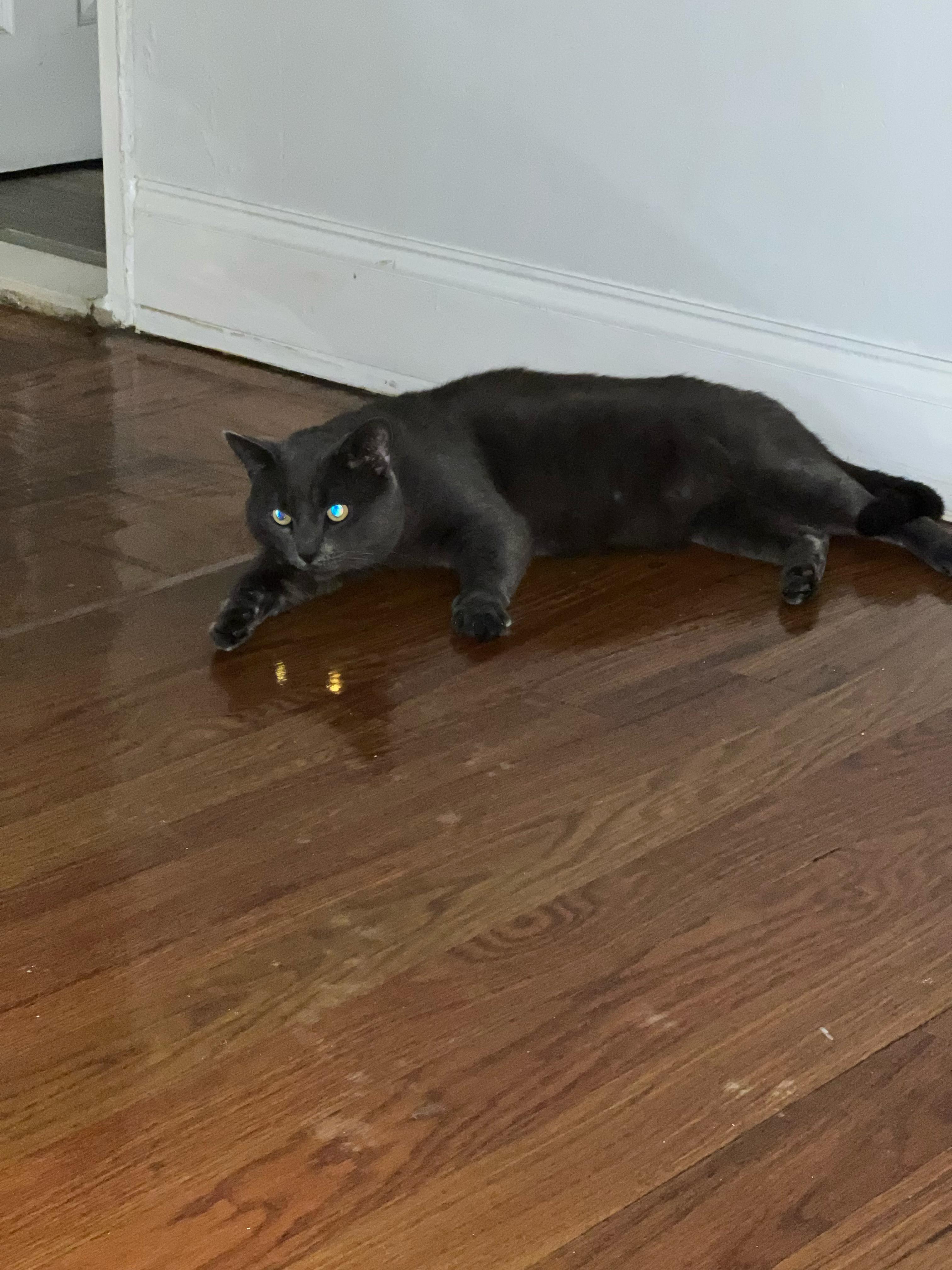 Enlarge Harry, a Adoptable Russian Blue in East Orange, NJ image 2/5