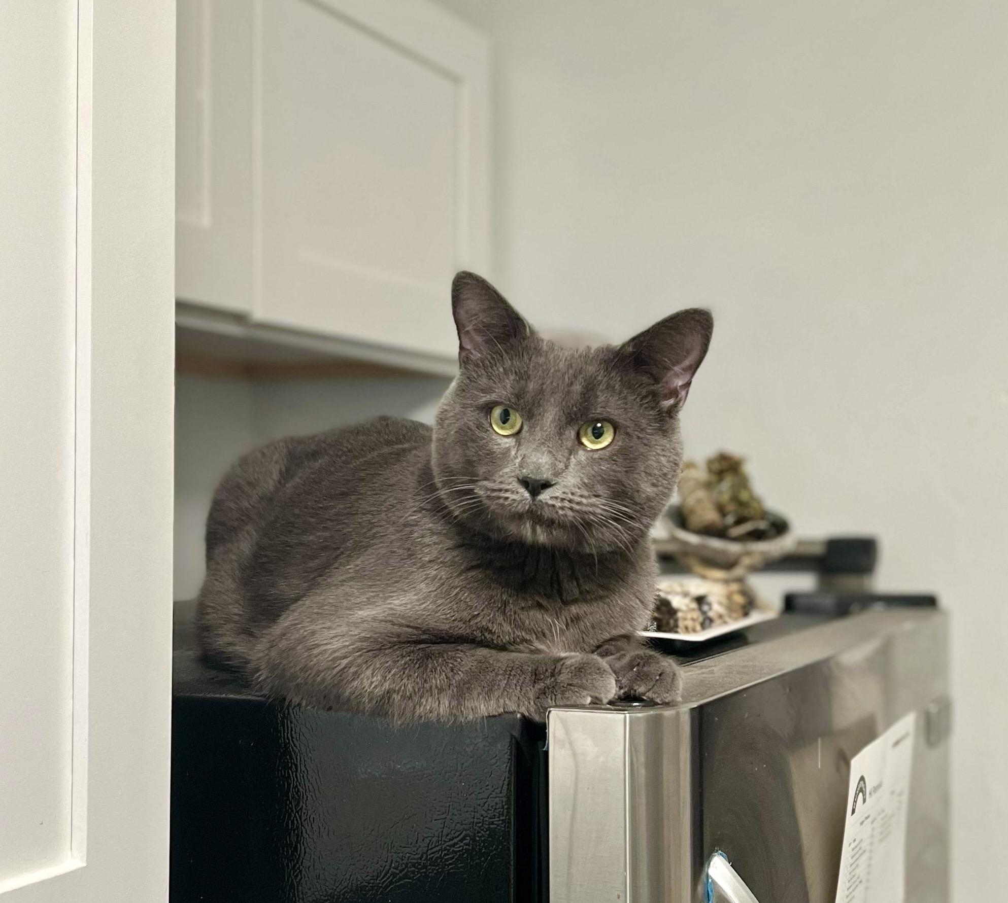 Enlarge Harry, a Adoptable Russian Blue in East Orange, NJ image 1/5
