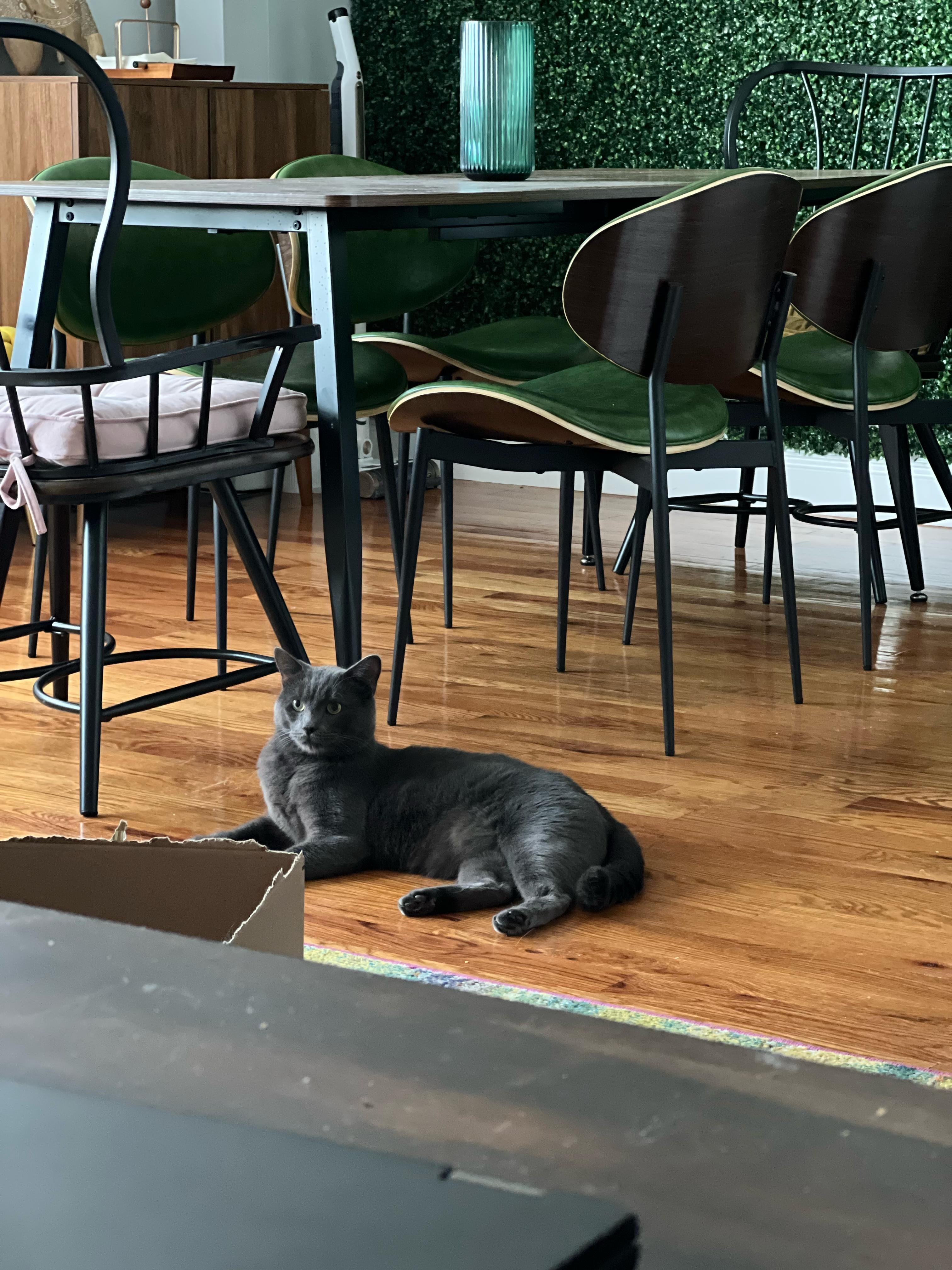 Enlarge Harry, a Adoptable Russian Blue in East Orange, NJ image 3/5