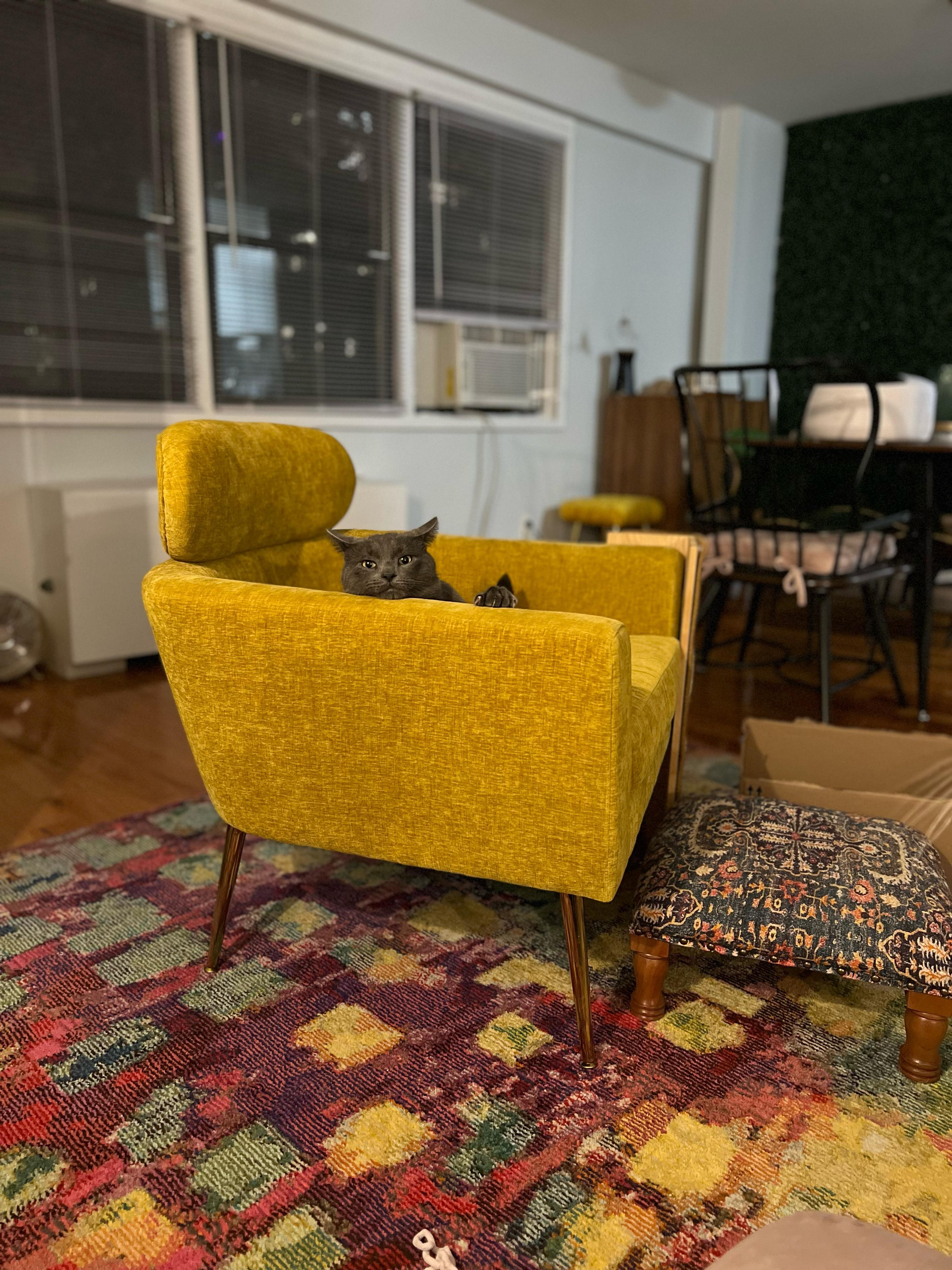 Enlarge Harry, a Adoptable Russian Blue in East Orange, NJ image 4/5