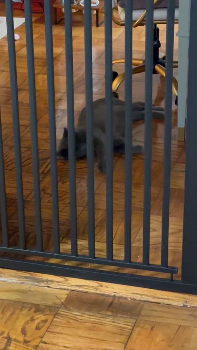 Enlarge Harry, a Adoptable Russian Blue in East Orange, NJ video 5/5