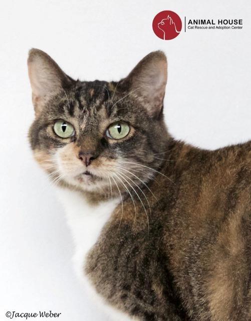 Enlarge Shelby, a Adoptable Domestic Short Hair in St. Louis, MO image 2/2