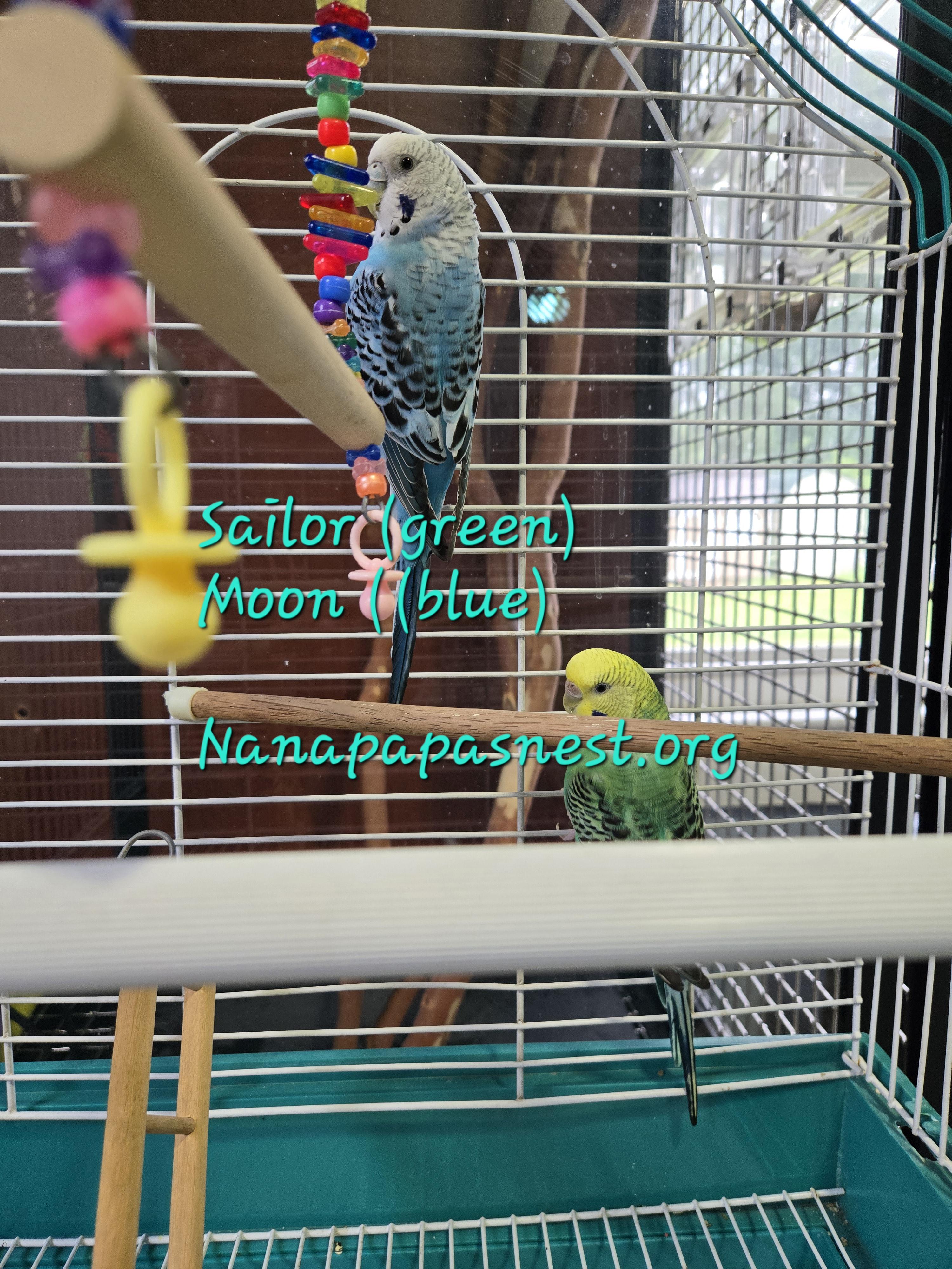 Sailor & Moon, Adopted, Young Female Parakeet (Other).