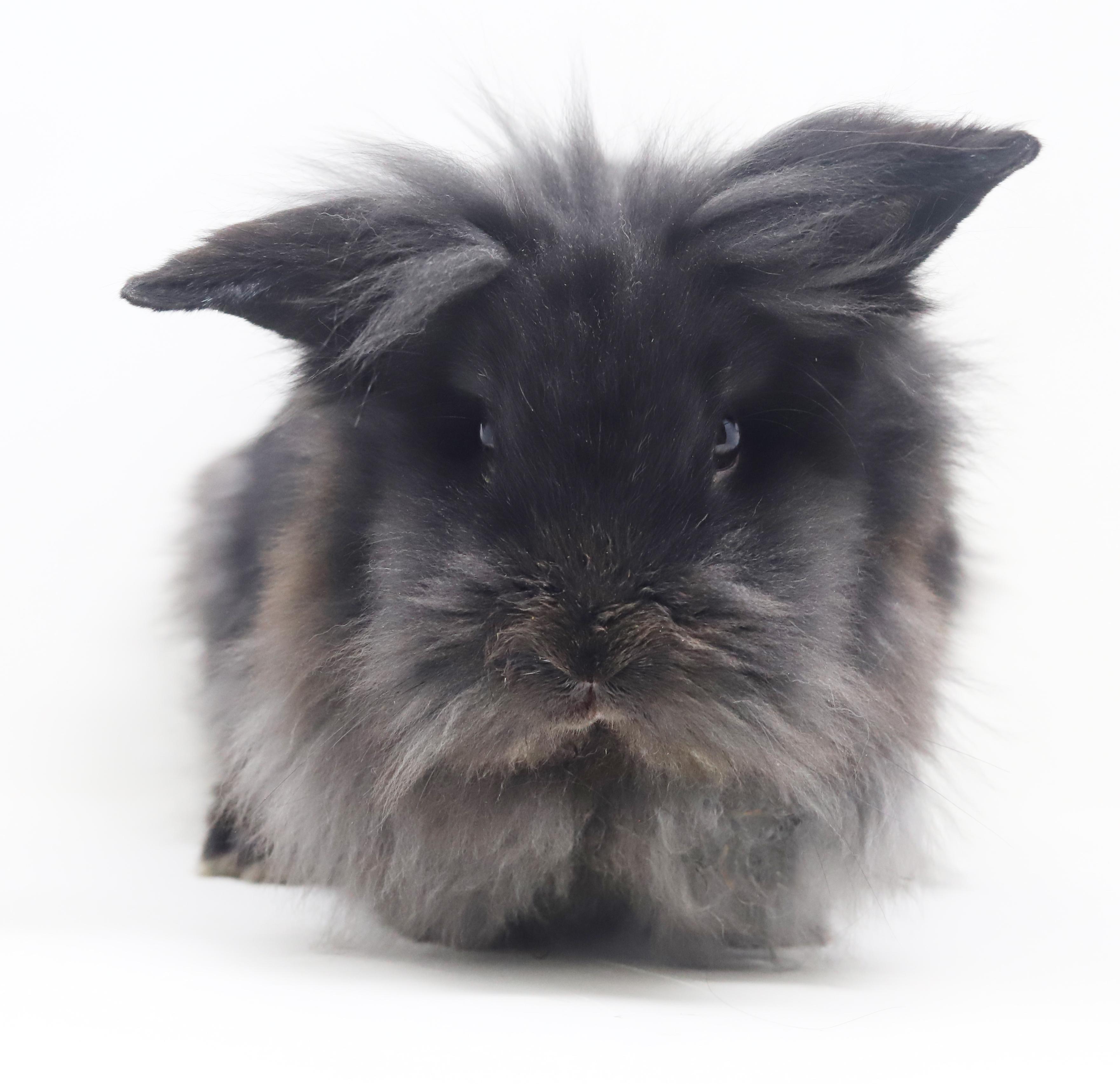 Boba is baby bunny brilliance! NEUTERED TOO - Spectacular!!! THERAPY BUNNY, Adoptable, Baby Male Lionhead.