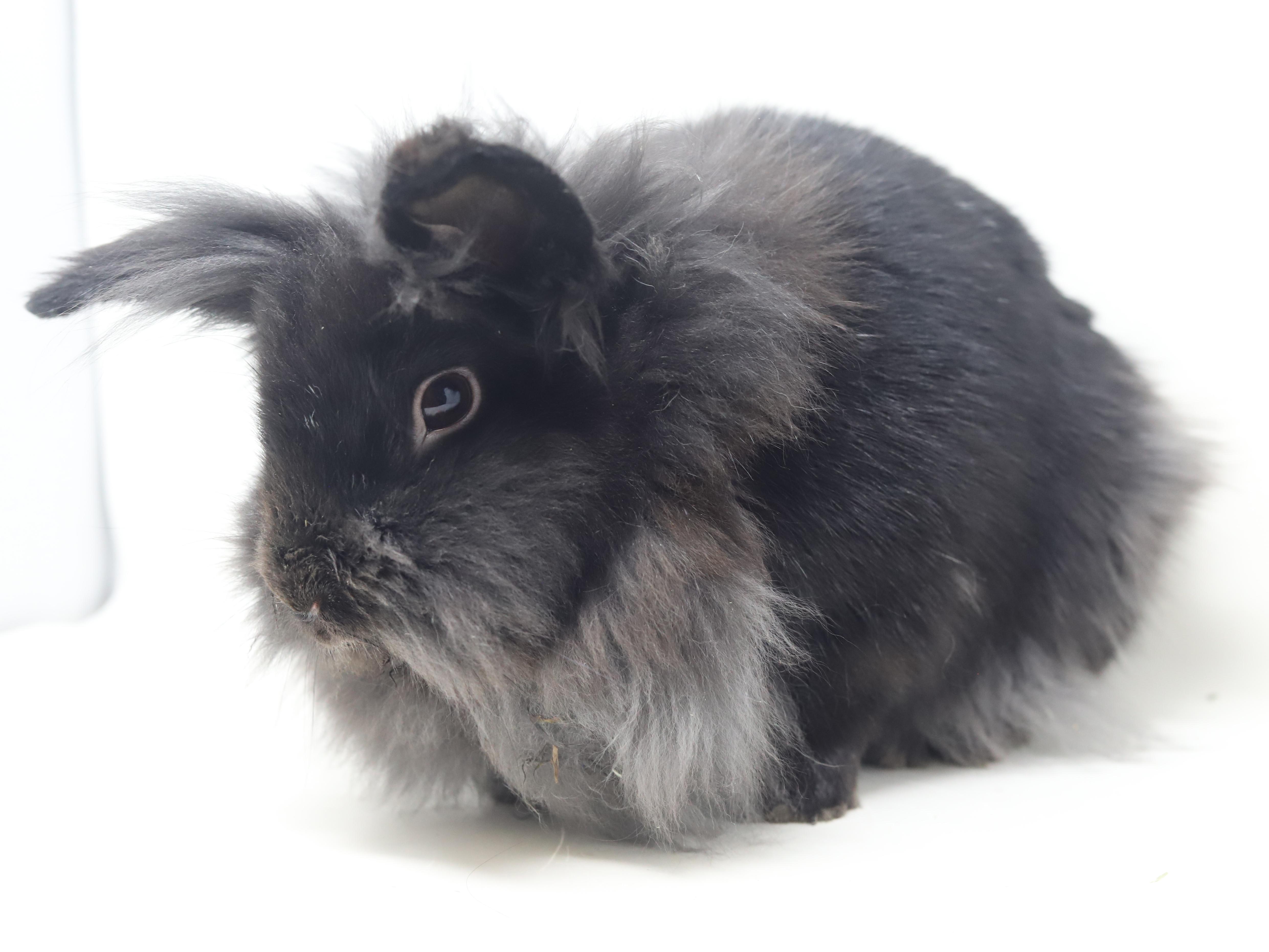 Boba is baby bunny brilliance! NEUTERED TOO - Spectacular!!! THERAPY BUNNY, a Adoptable Lionhead in Bedford Hills, NY image 6/6