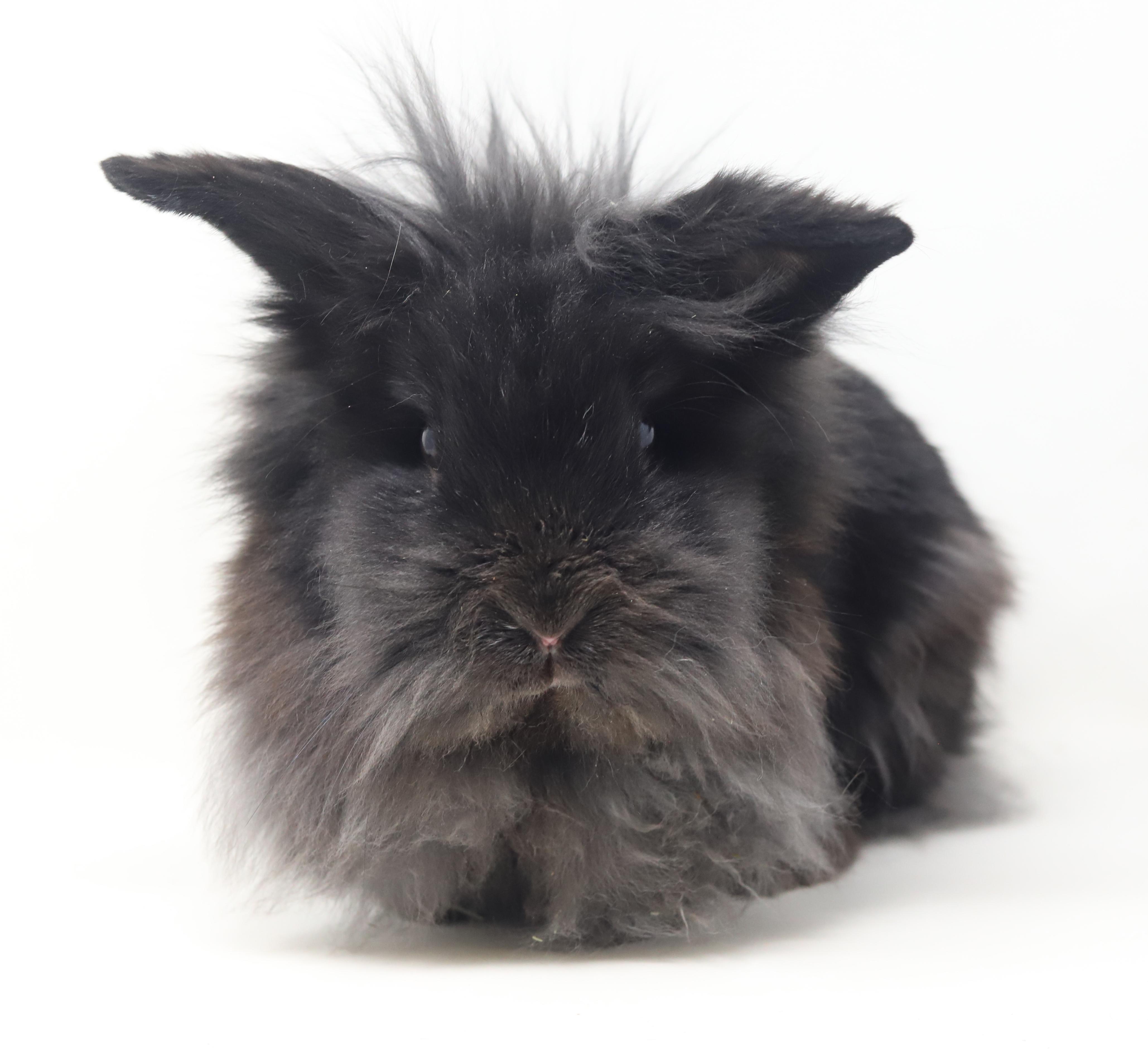 Boba is baby bunny brilliance! NEUTERED TOO - Spectacular!!! THERAPY BUNNY, a Adoptable Lionhead in Bedford Hills, NY image 5/6