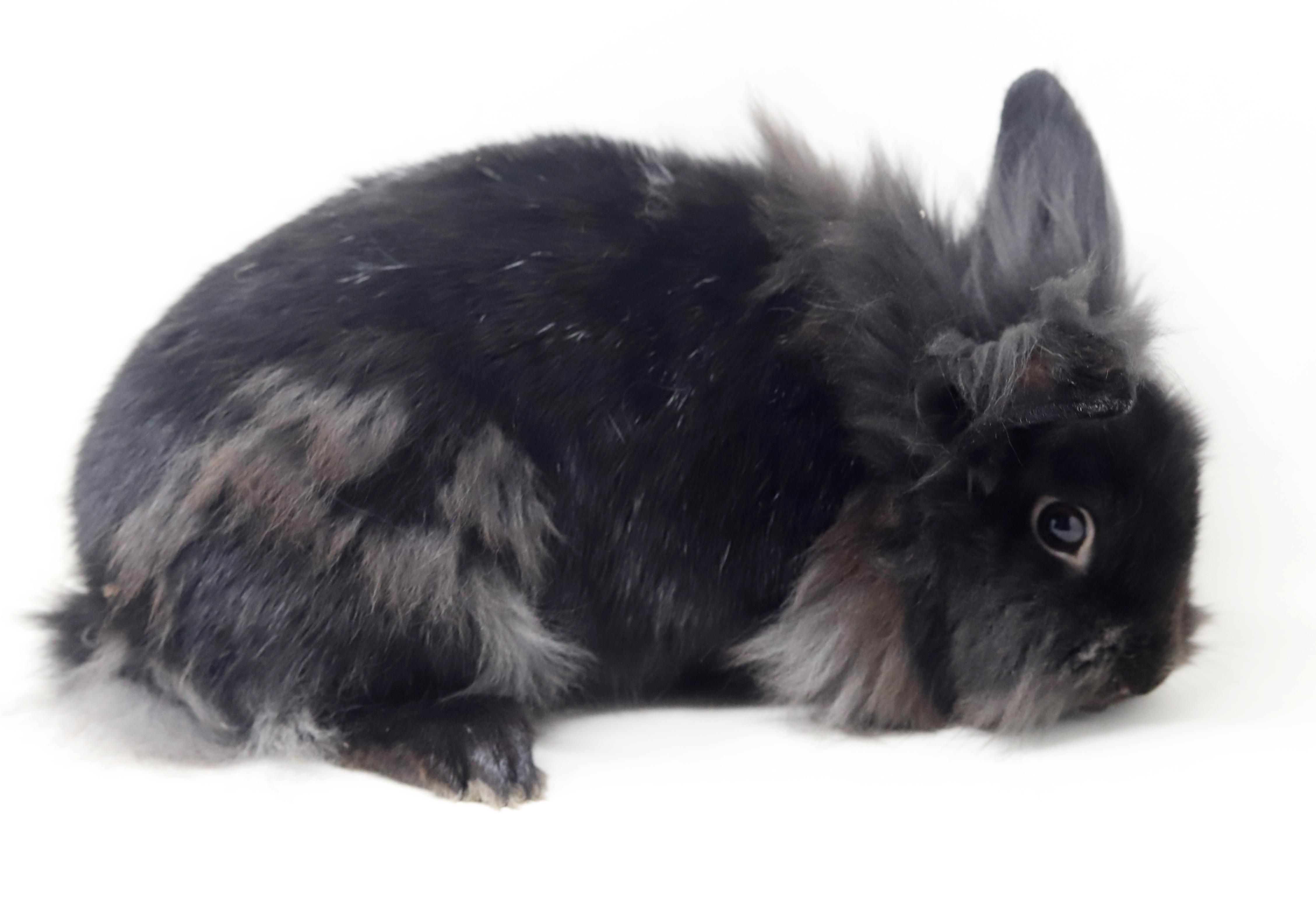 Boba is baby bunny brilliance! NEUTERED TOO - Spectacular!!! THERAPY BUNNY, a Adoptable Lionhead in Bedford Hills, NY image 3/6