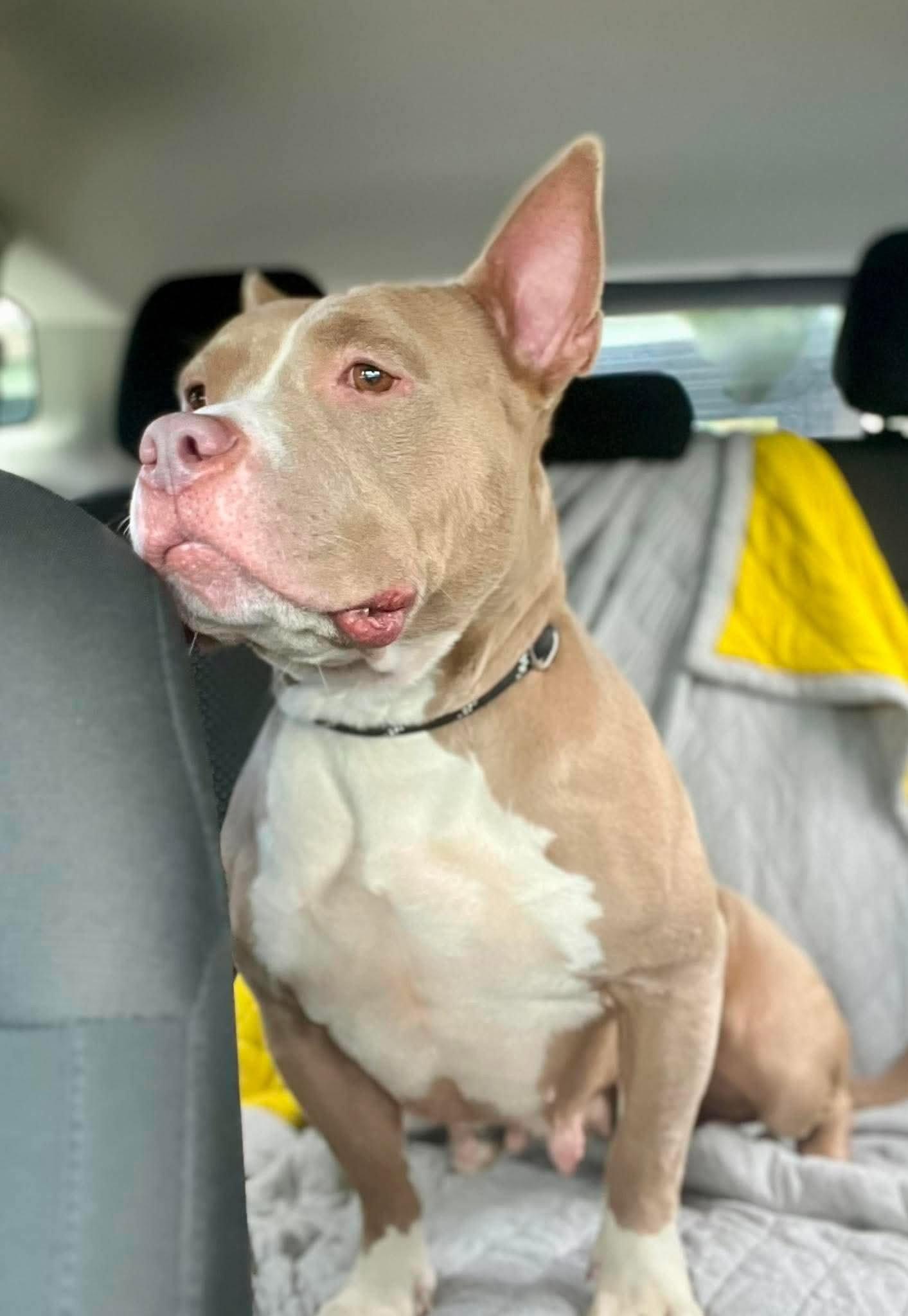 Jolene (fka Sugar), Adoptable, Young Female Pit Bull Terrier.