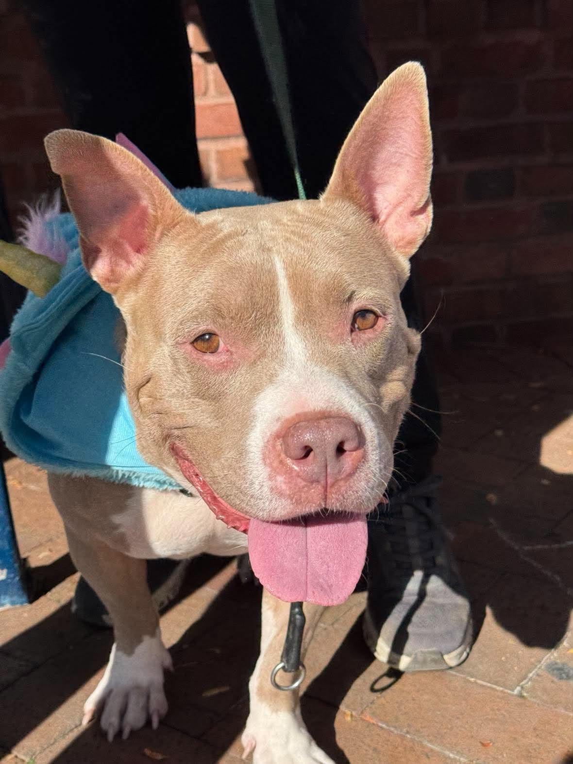 Jolene, Adoptable, Young Female Pit Bull Terrier.