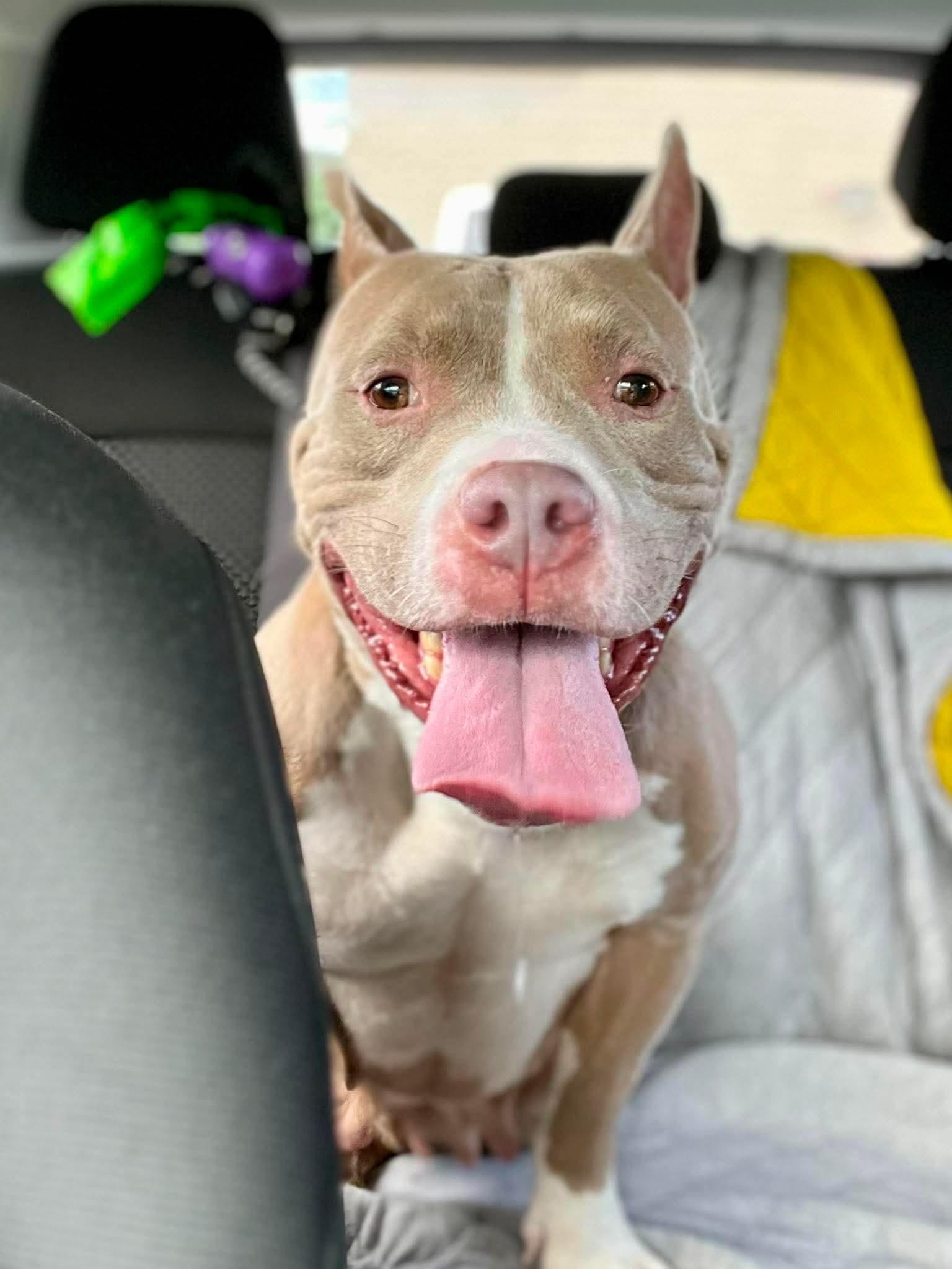 Enlarge Jolene (fka Sugar), a Adoptable Pit Bull Terrier in Rockville, MD image 2/3
