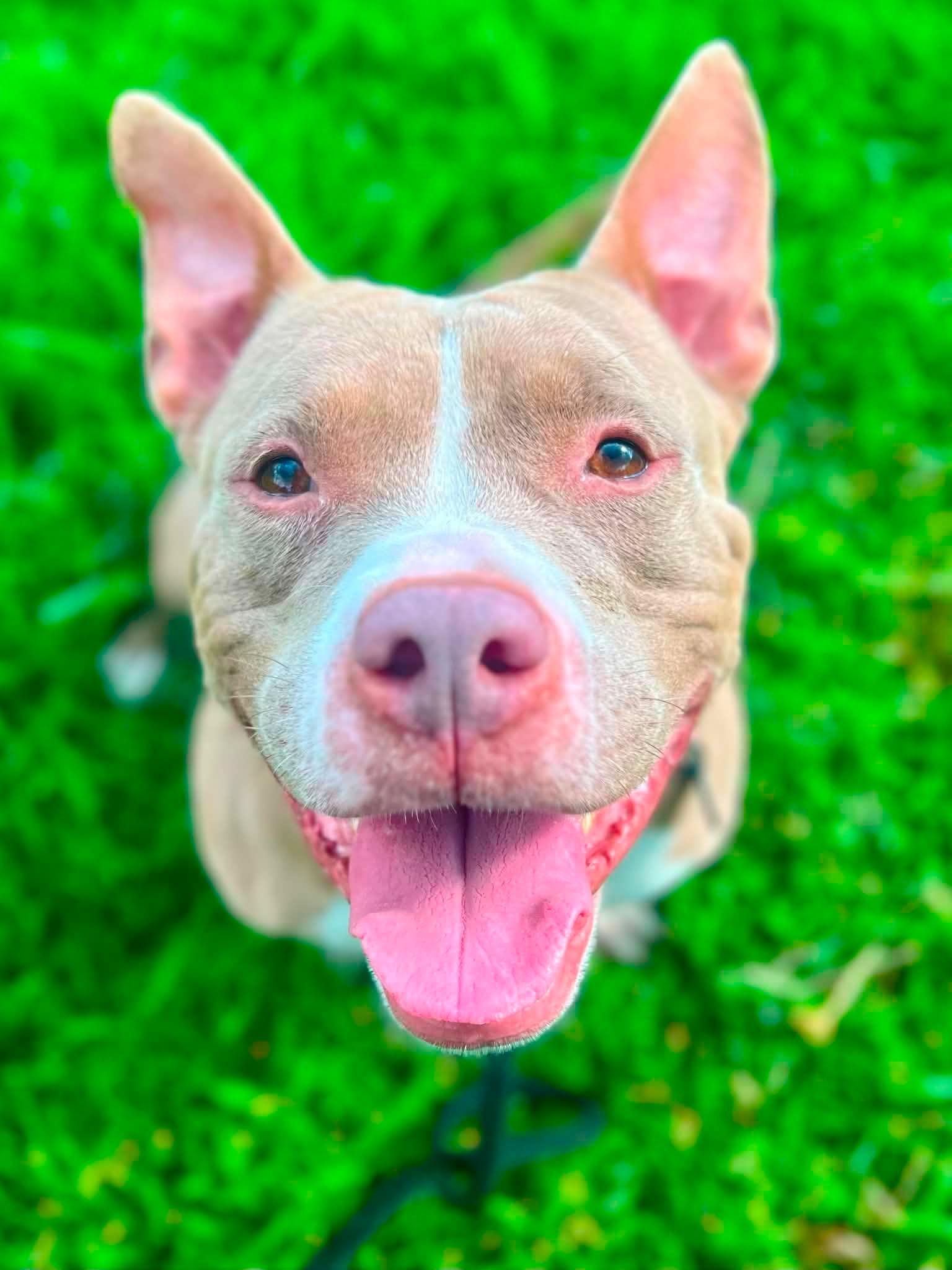 Enlarge Jolene (fka Sugar), a Adoptable Pit Bull Terrier in Rockville, MD image 3/3