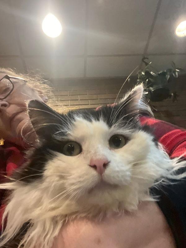 Bramble, Adoptable, Young Male Domestic Medium Hair.