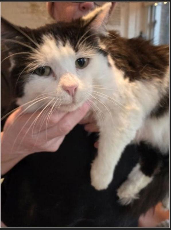 Bramble, Adoptable, Young Male Domestic Medium Hair.