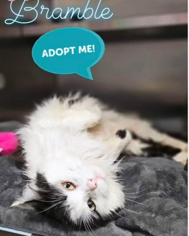 Bramble, a Adoptable Domestic Medium Hair in Winston Salem, NC image 3/3