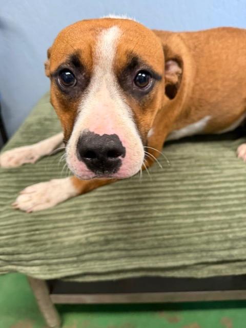 Enlarge Arias 26, a Adoptable mixed breed in Brookhaven, MS image 1/4