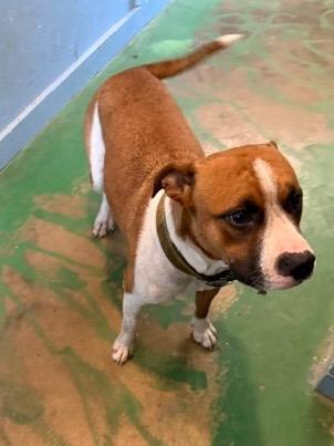 Enlarge Arias 26, a Adoptable mixed breed in Brookhaven, MS image 2/4
