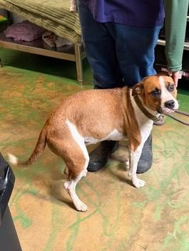 Enlarge Arias 26, a Adoptable mixed breed in Brookhaven, MS image 3/4