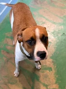 Enlarge Arias 26, a Adoptable mixed breed in Brookhaven, MS image 4/4